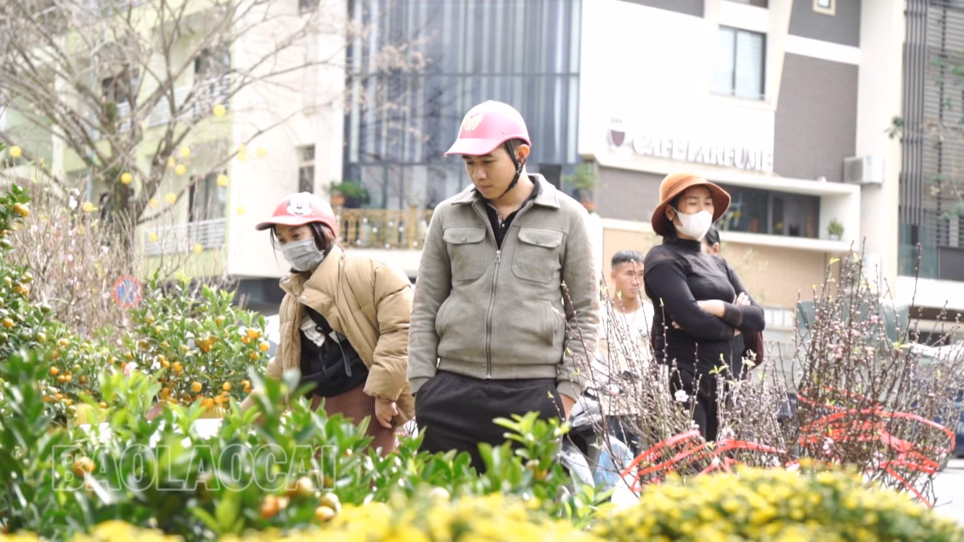 chọn mua cây cảnh.jpg