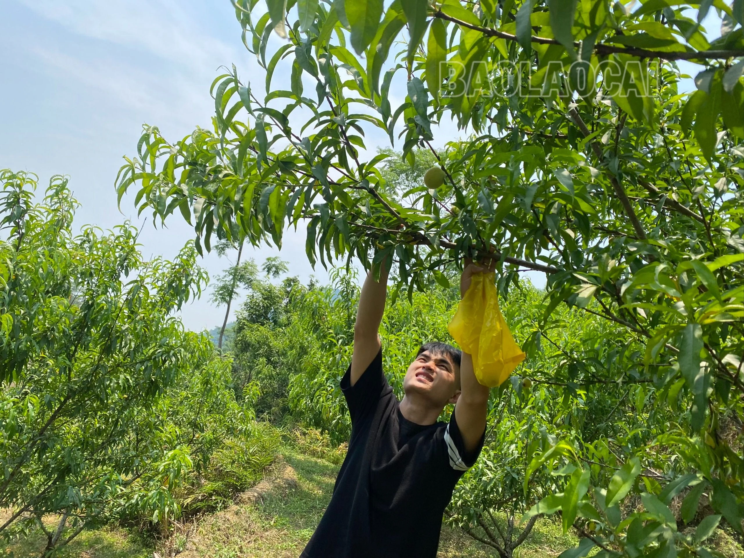 du khách hái đào.jpg