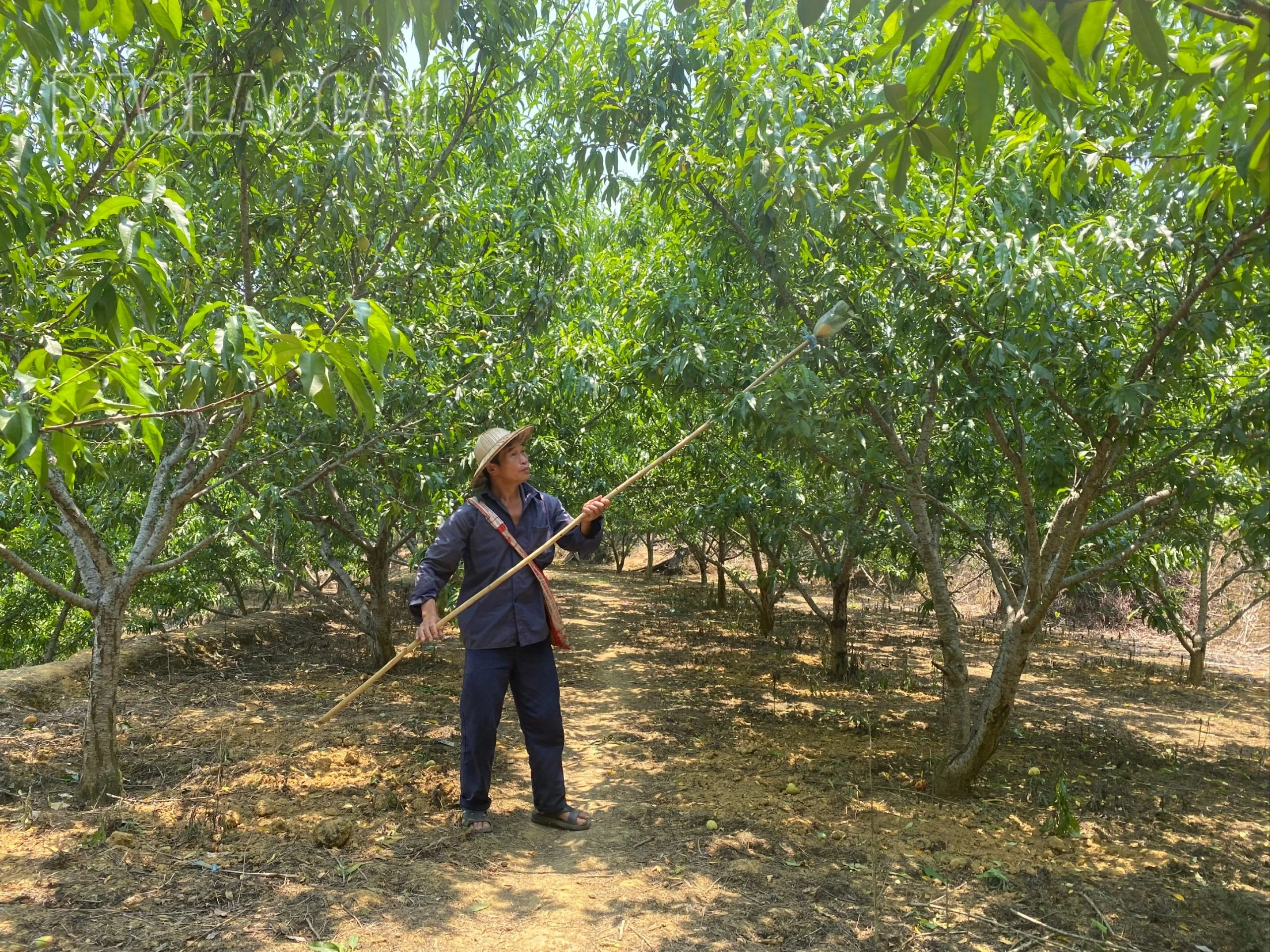 thu hoạch đào.jpg