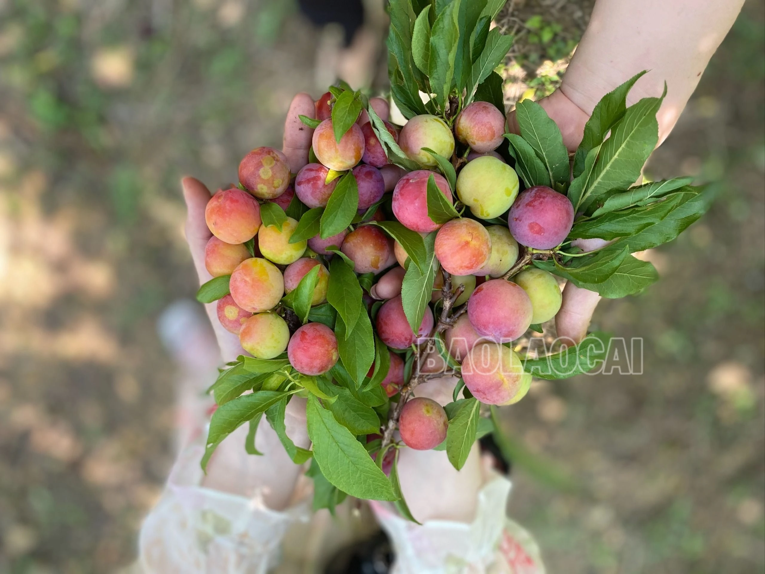 thu hoạch mận.jpg