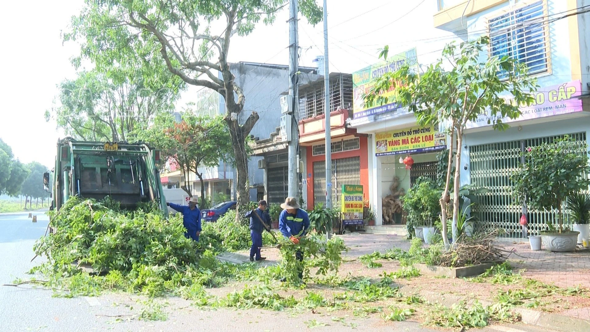 chặt cây xanh.jpg