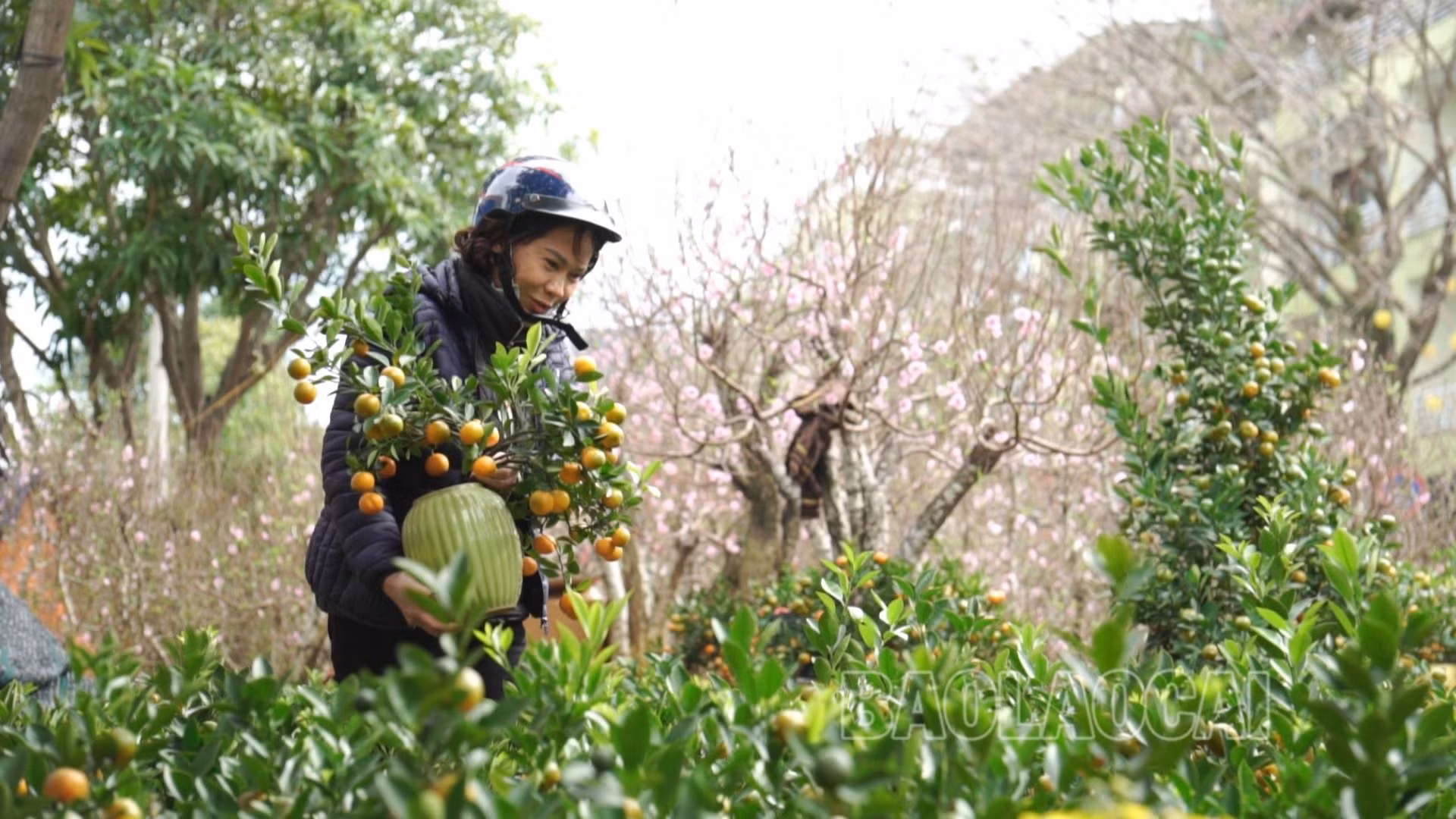 mua quất cảnh về chưng tết.jpg