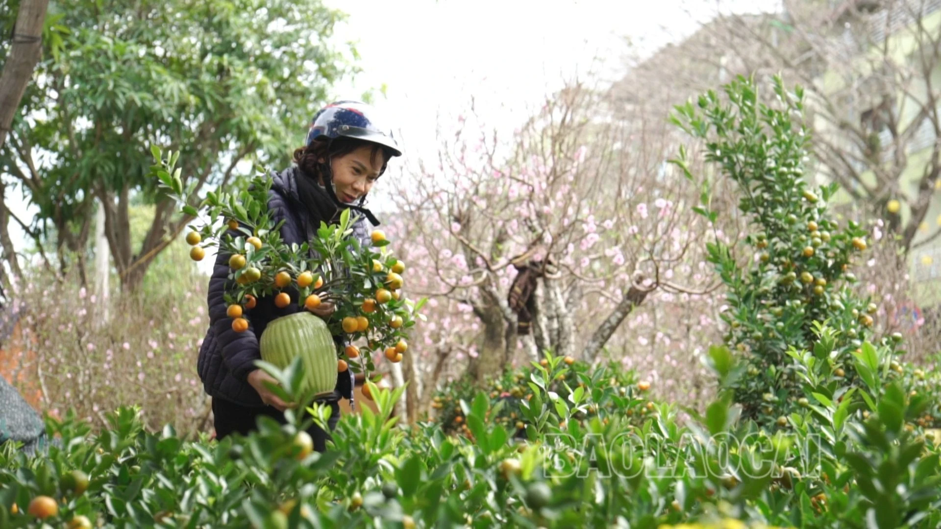 mua quất cảnh về chưng tết.jpg