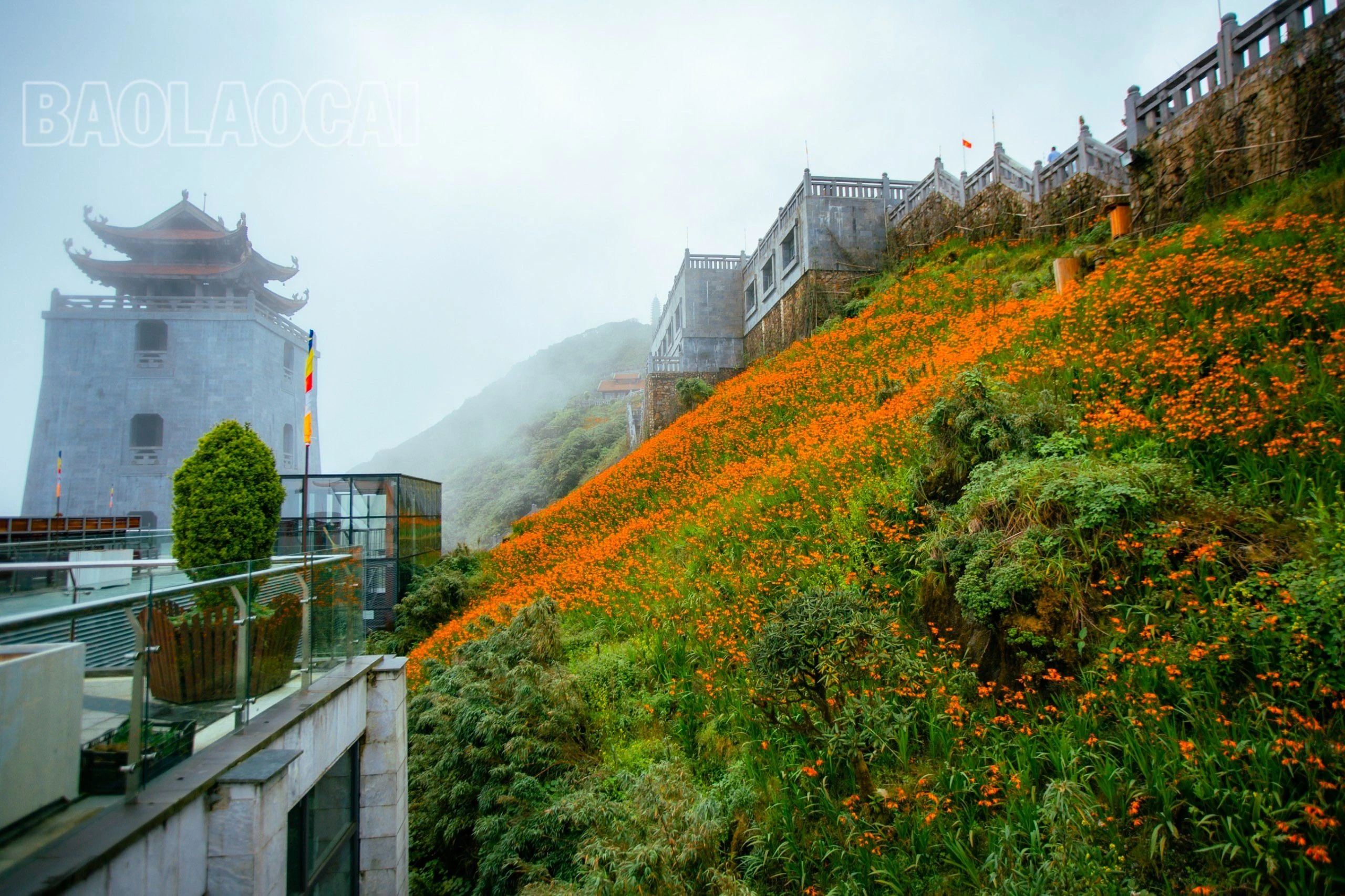 hoa dơn thóc nở.jpg