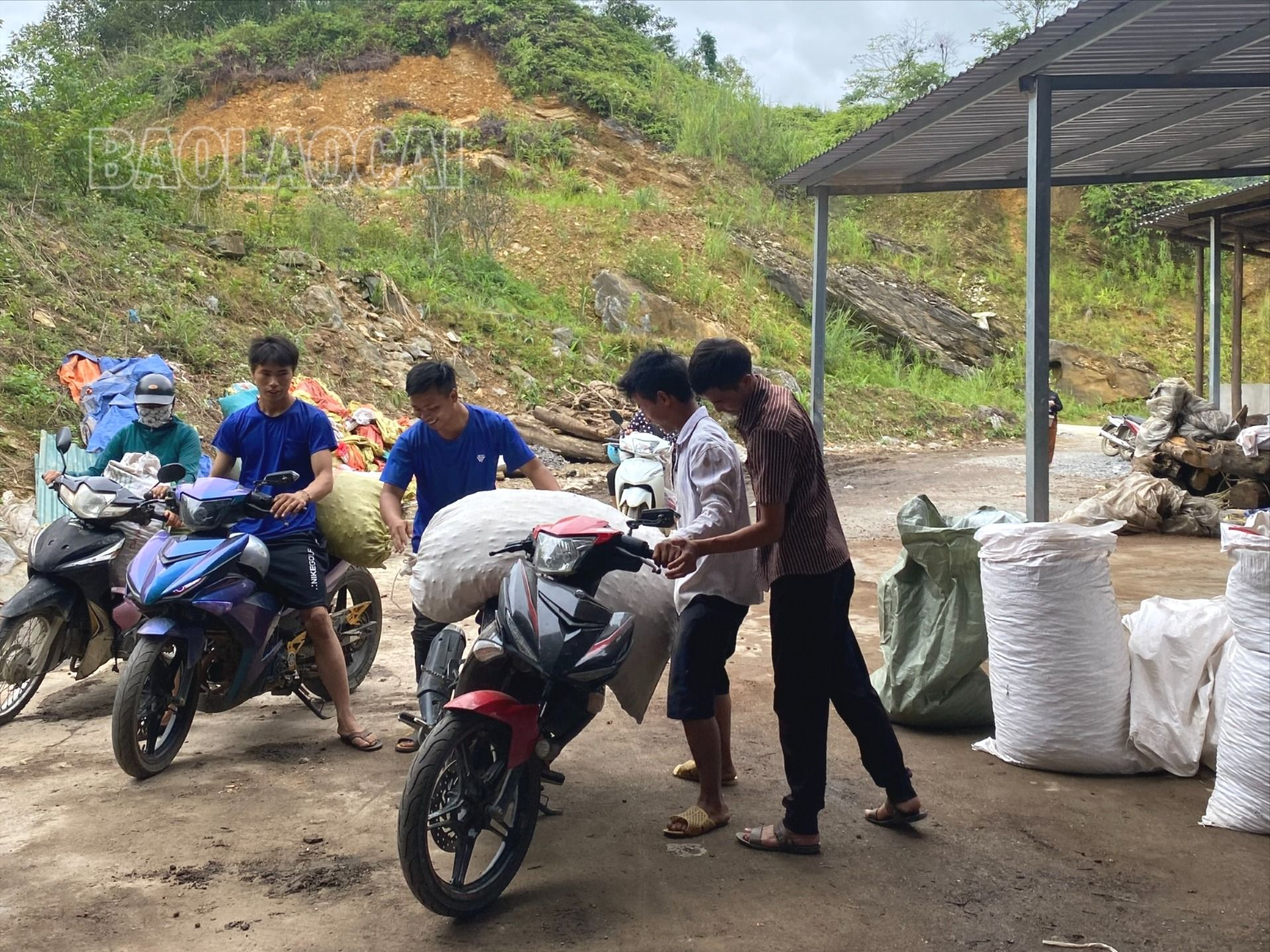 Sa nhân được tập kết, vận chuyển đến một điểm thu mua, chế biến trên địa bàn huyện Mường Khương. thu mua sa nhân MK.jpg