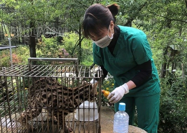 Khám thú y cho động vật hoang dã, phục vụ công tác bảo tồn tại VQG Hoàng Liên.jpg