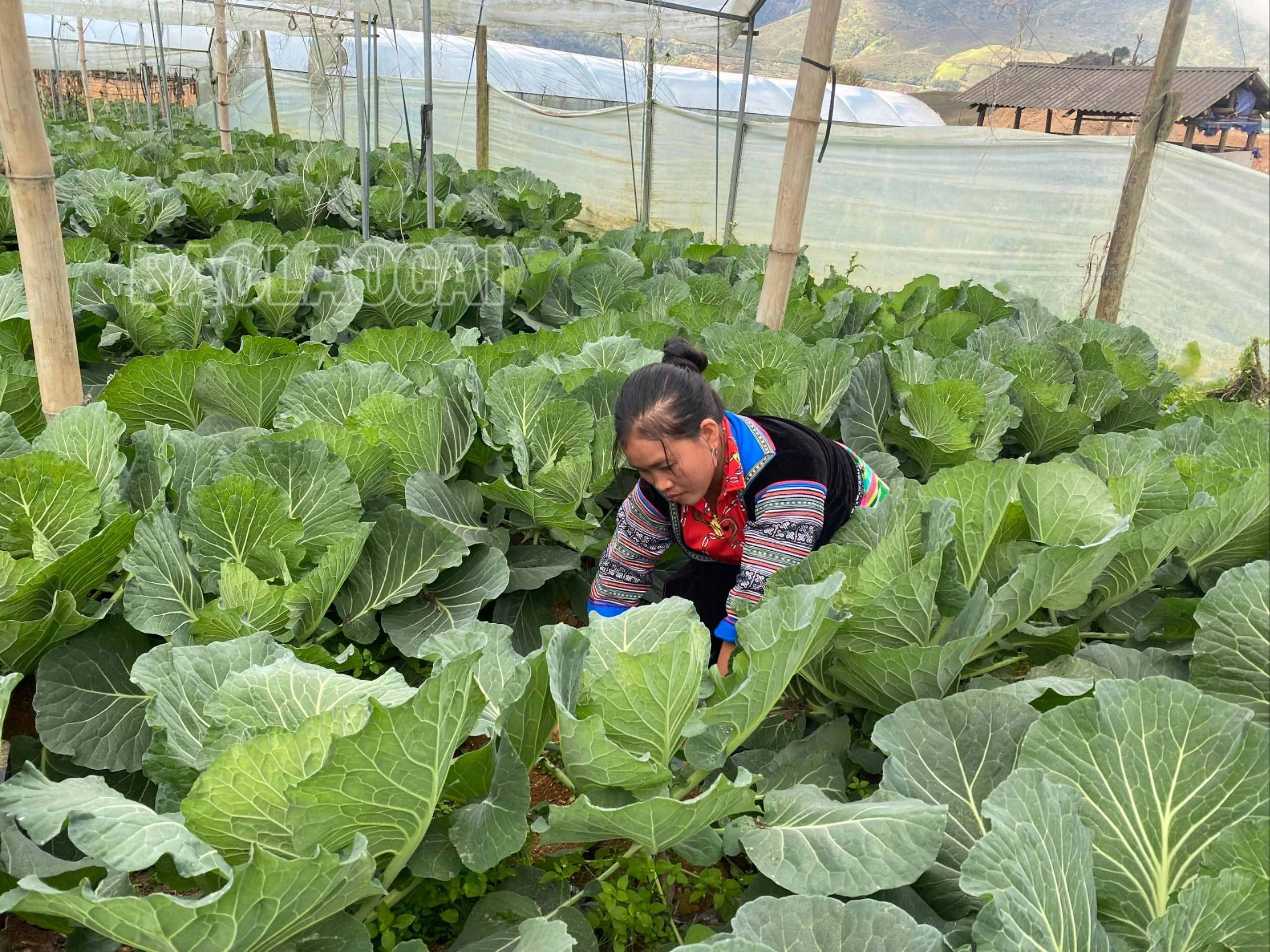 Chị Súa chăm sóc rau mùa khô, nóng.Sa Pa.Thúy Phượng.2023.jpg