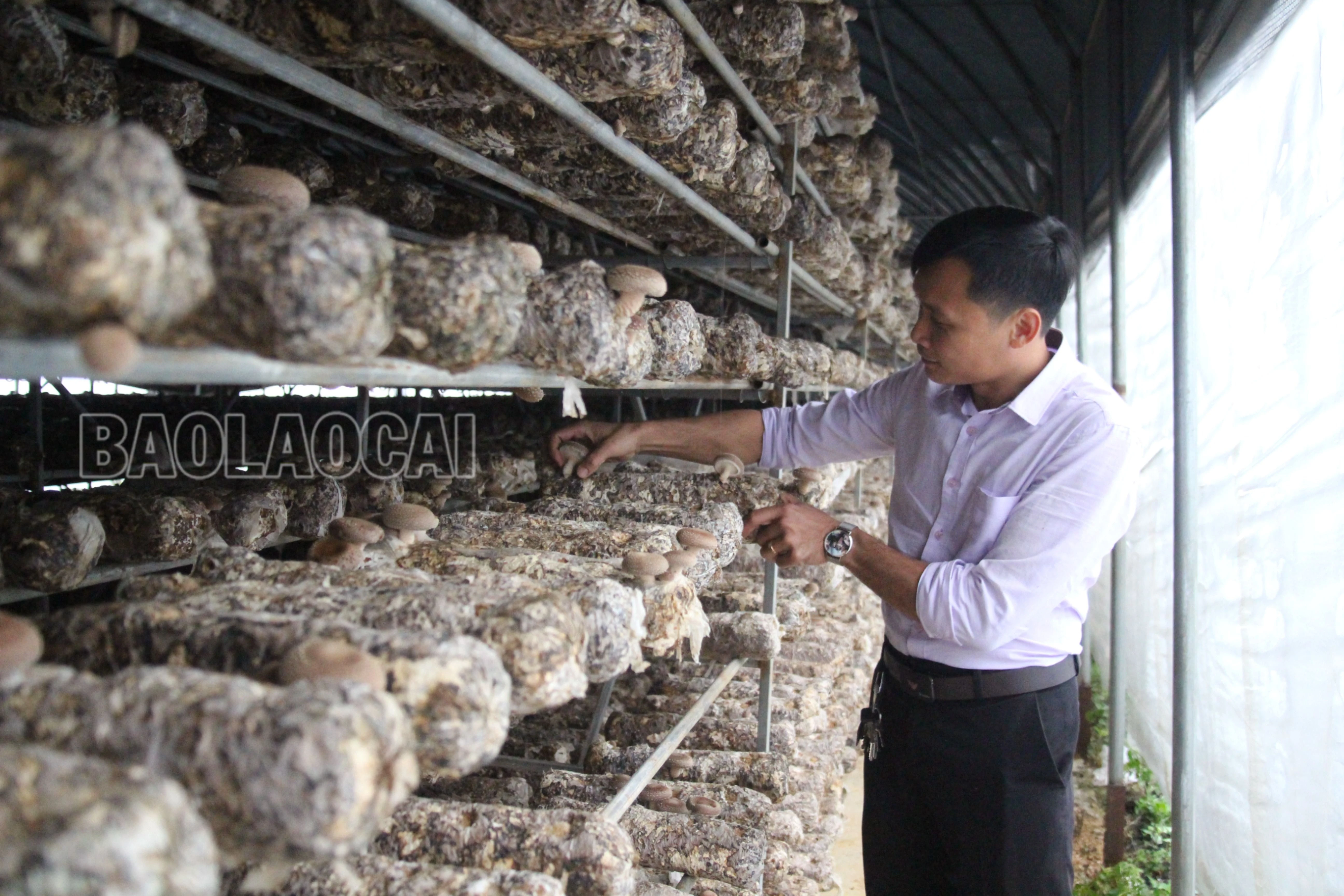 Trồng nấm hương hữu cơ tại thị xã Sa Pa.Thúy Phượng.JPG