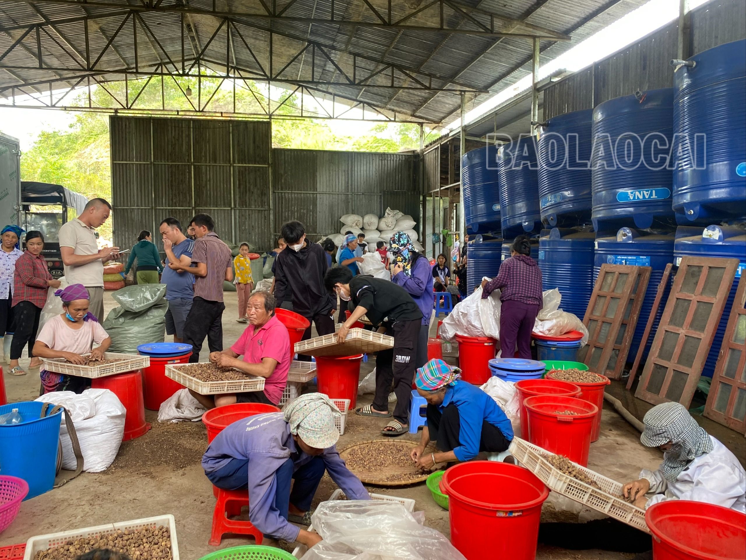 Thị trường sa nhân mở cửa trở lại, nhiều người dân có thêm việc làm, tăng thu nhập từ trồng, chăm sóc, chế biến sa nhân. chế biến sa nhân.jpg