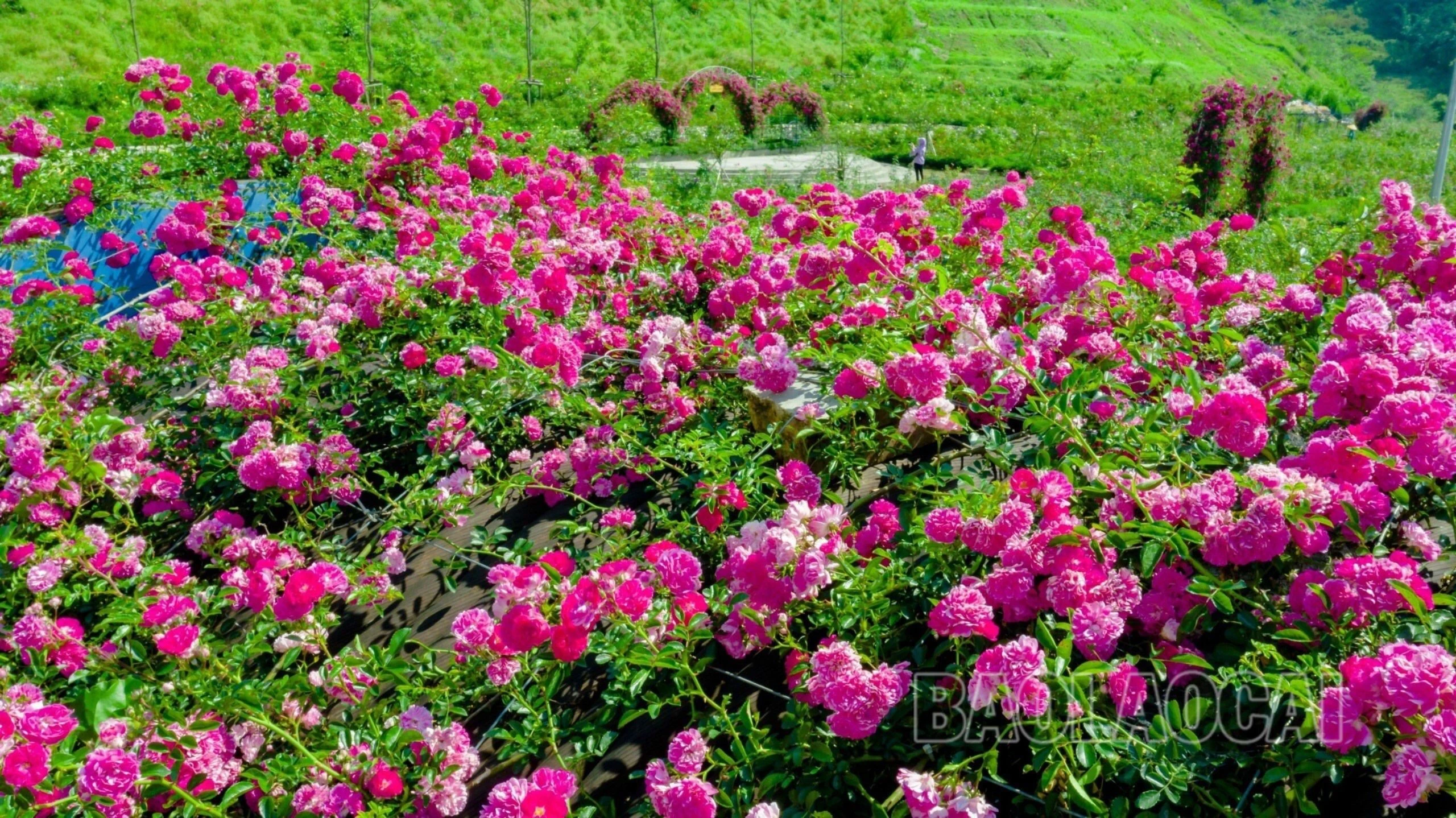 sắc hồng tươi thắm muôn phương.jpg