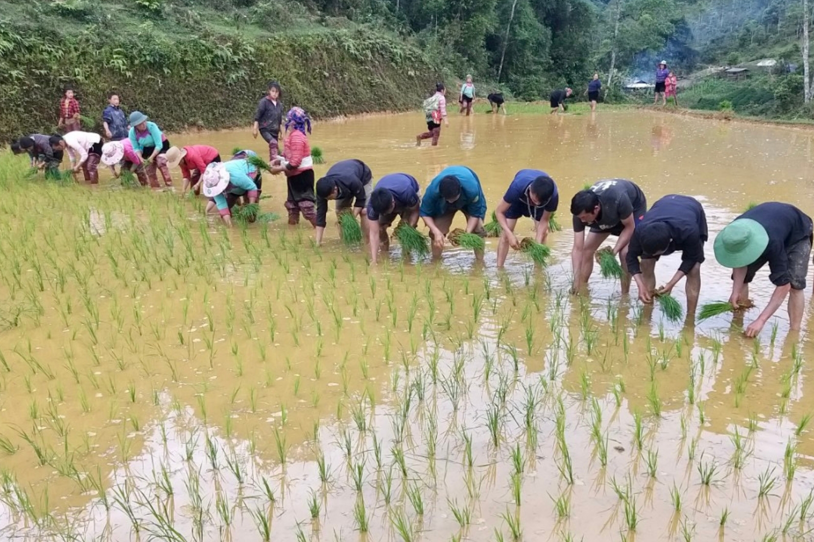 Người dân thôn Tả Chải đoàn kết, giúp đỡ nhau cùng phát triển kinn tế.jpg