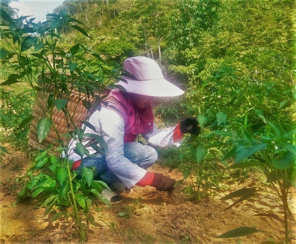 Phụ nữ thị trấn Mường Khương chăm sóc ớt . c7d8d8ad3118ef46b609.jpg