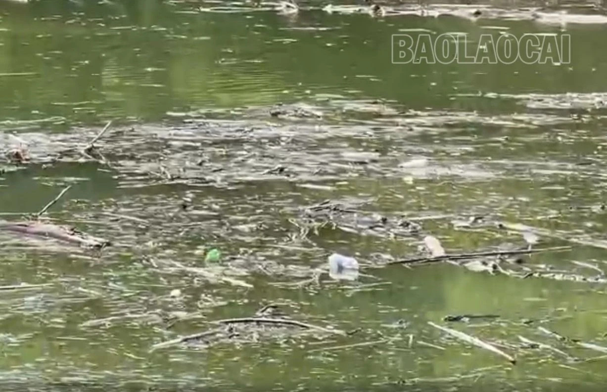 cành cây chai lọ nhựa.jpg