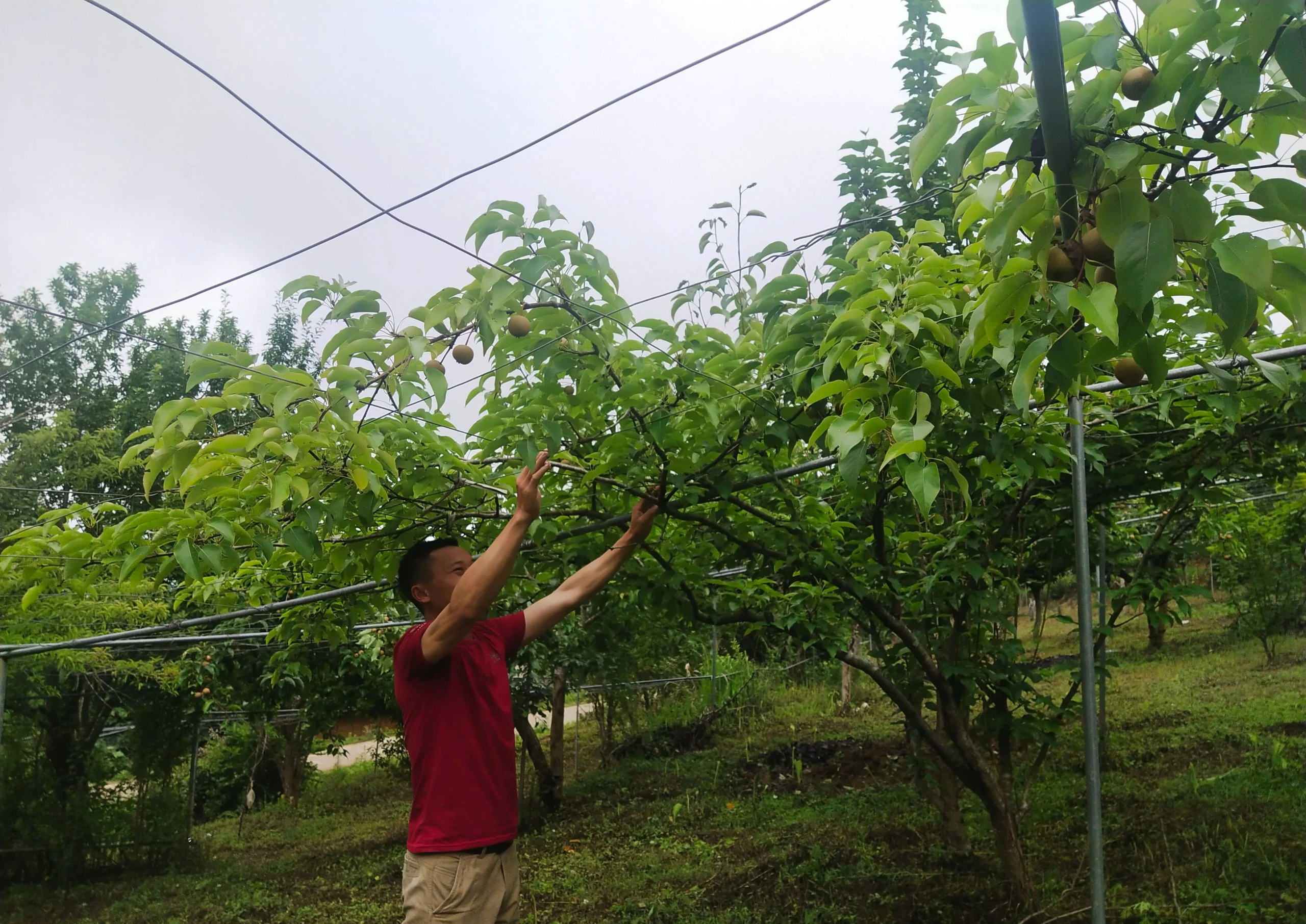 Người dân Seng Sui chăm sóc lê.Thúy Phượng.2023.jpg