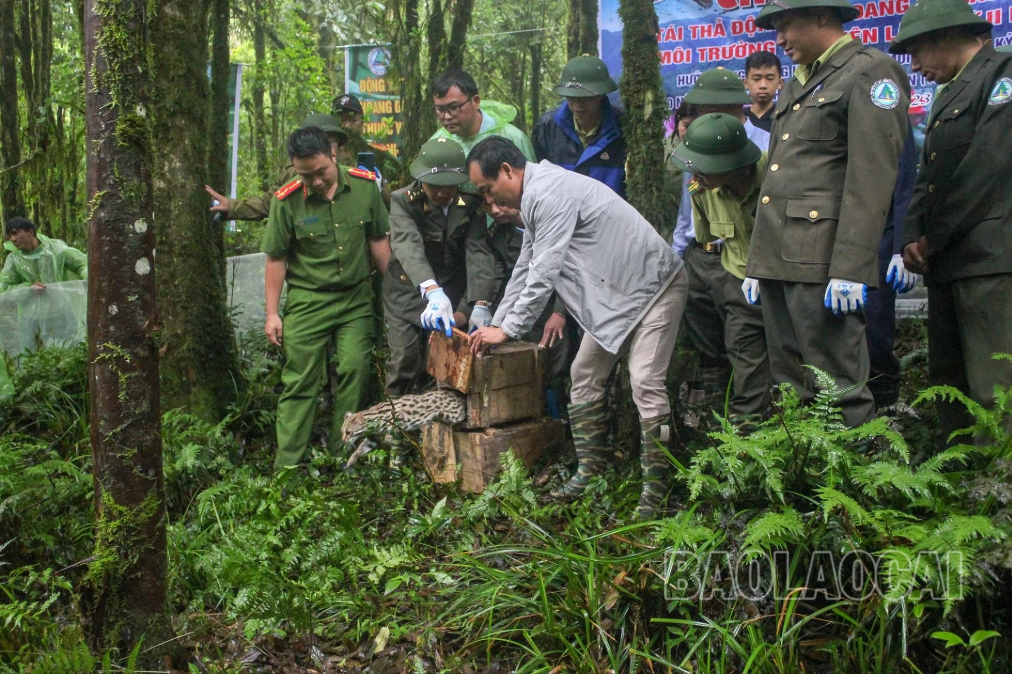 Vườn Quốc gia Hoàng Liên thả động vật hoang dã về môi trường tự nhiên.Thúy Phượng.2022.jpg