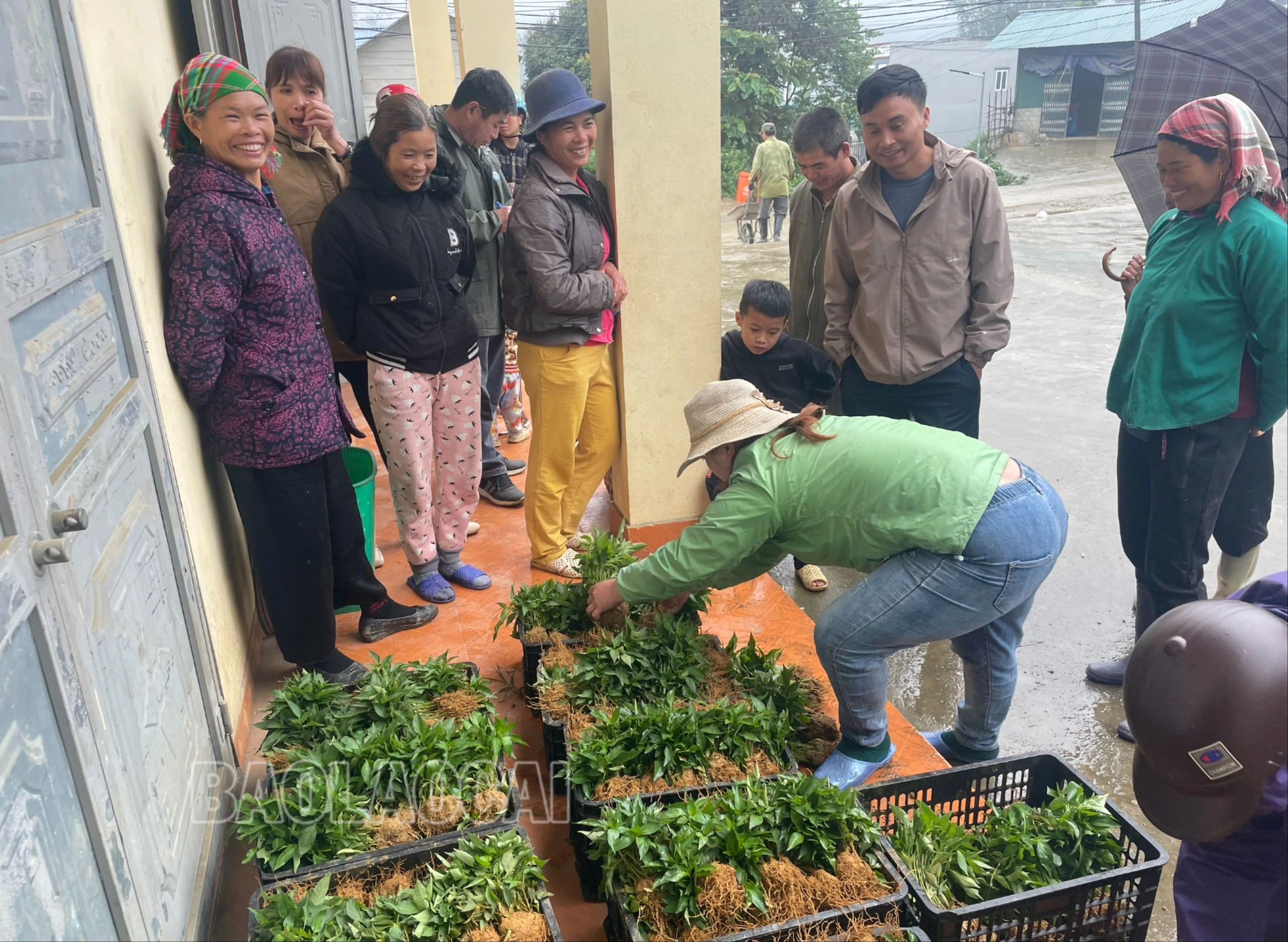 Phụ nữ Mường Khương được hỗ trợ giống ớt địa phương..jpg