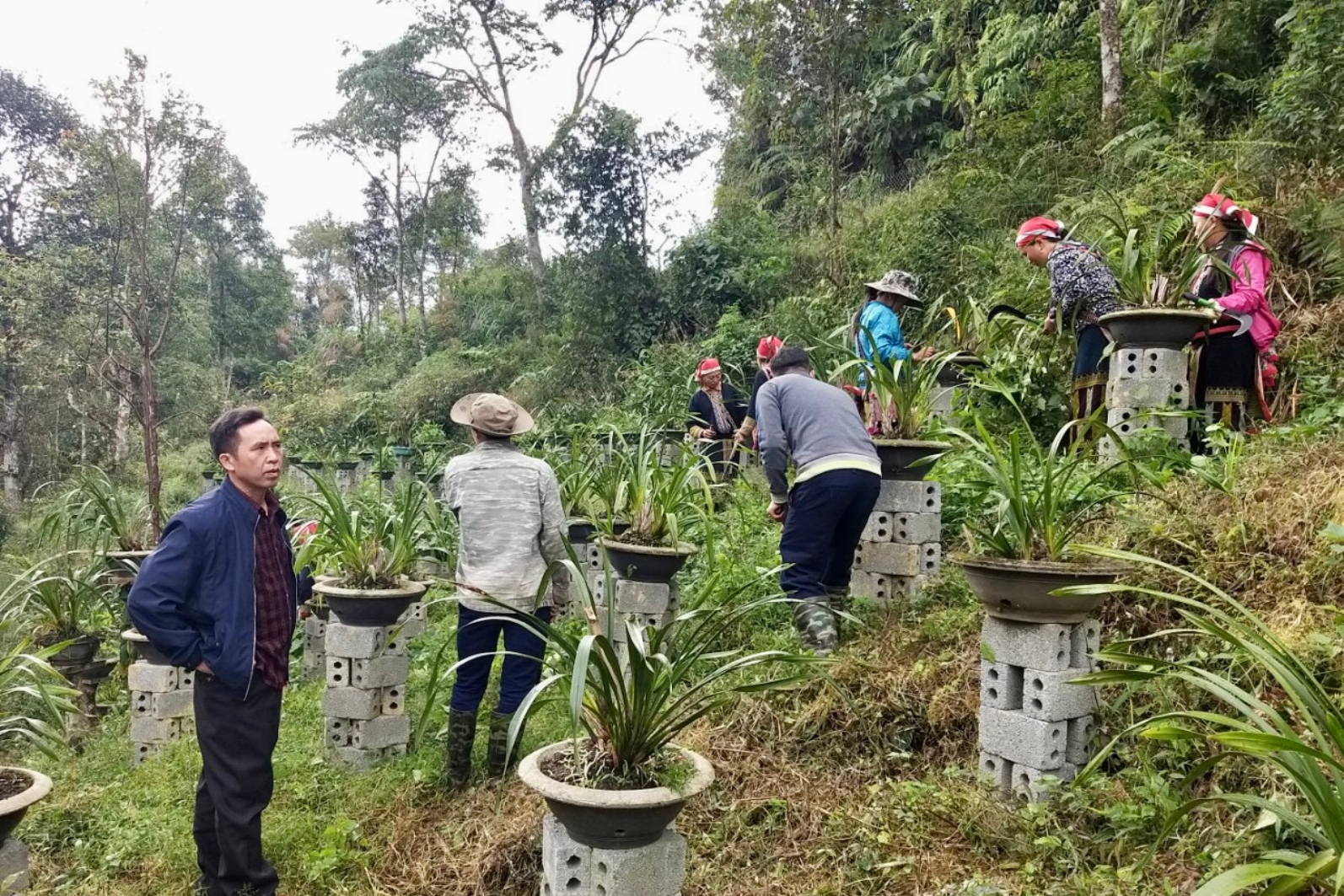 Tại Tà Chải, 100% số hộ dân trong thôn tham gia mô hình trồng hoa địa lan.jpg
