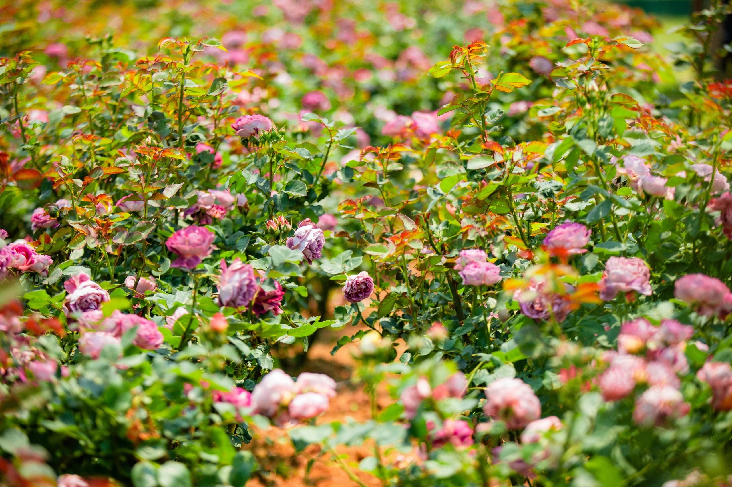 Lễ hội hoa hồng Fansipan với chủ đề gắn liền với biểu tượng tình yêu nồng thắm tươi trẻ.jpg