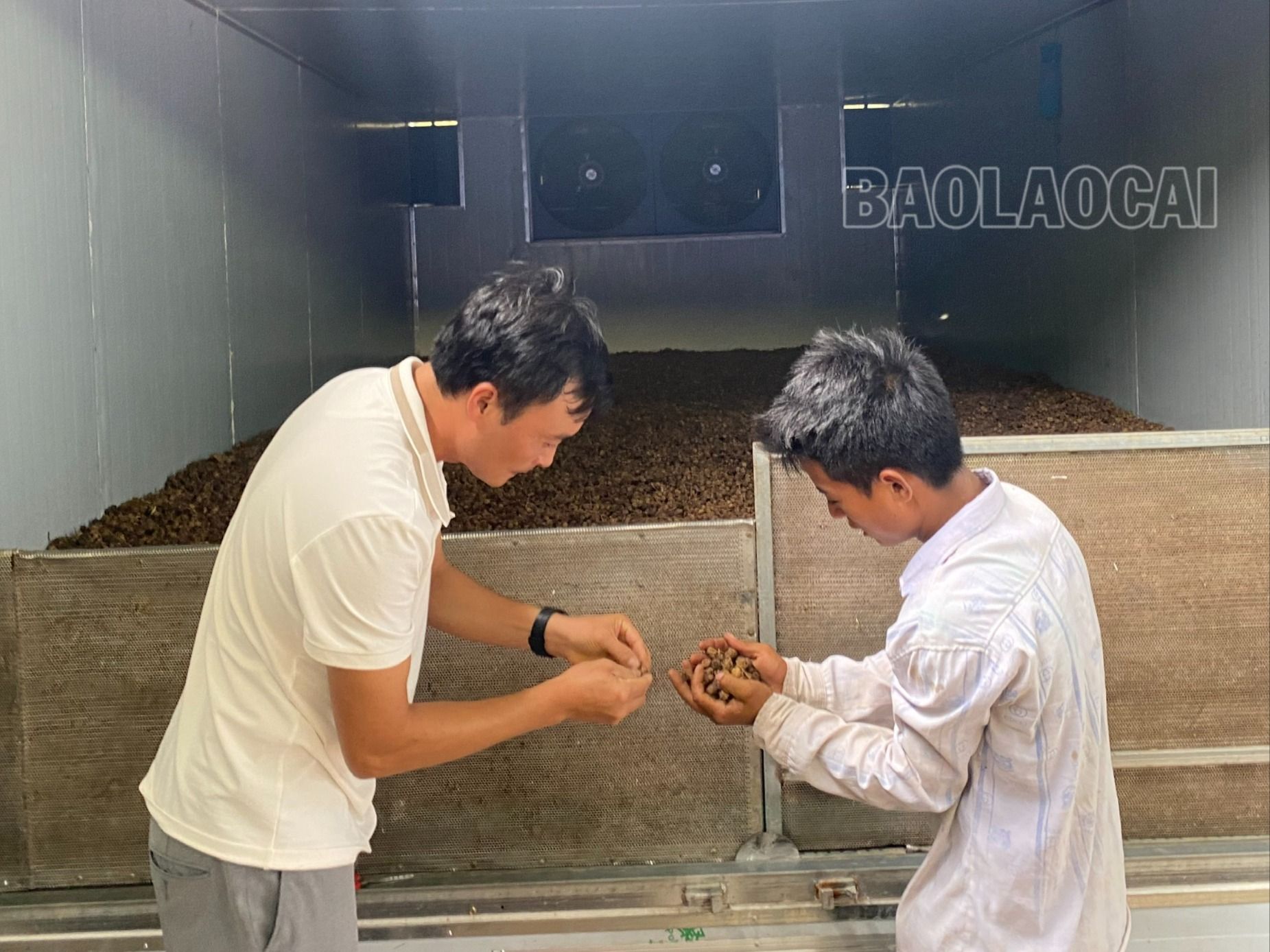 Sa nhân được sấy khô để xuất bán sang thị trường Trung Quốc. sấy khô sa nhân.jpg