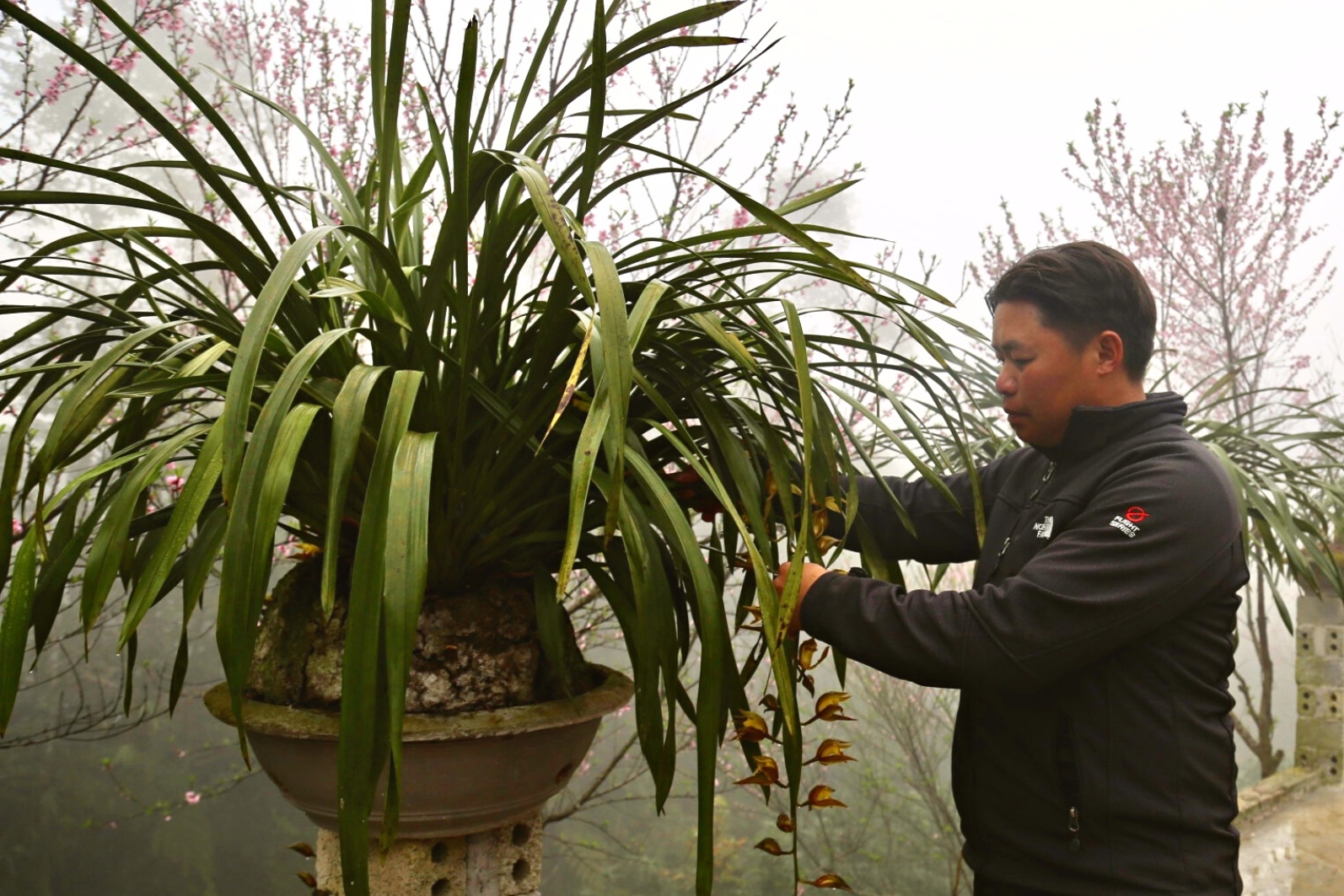 Anh Tần Vần Quẩy mạnh dạn chuyển sang mô hình trồng địa lan và đạt được thành công nhất định.jpg