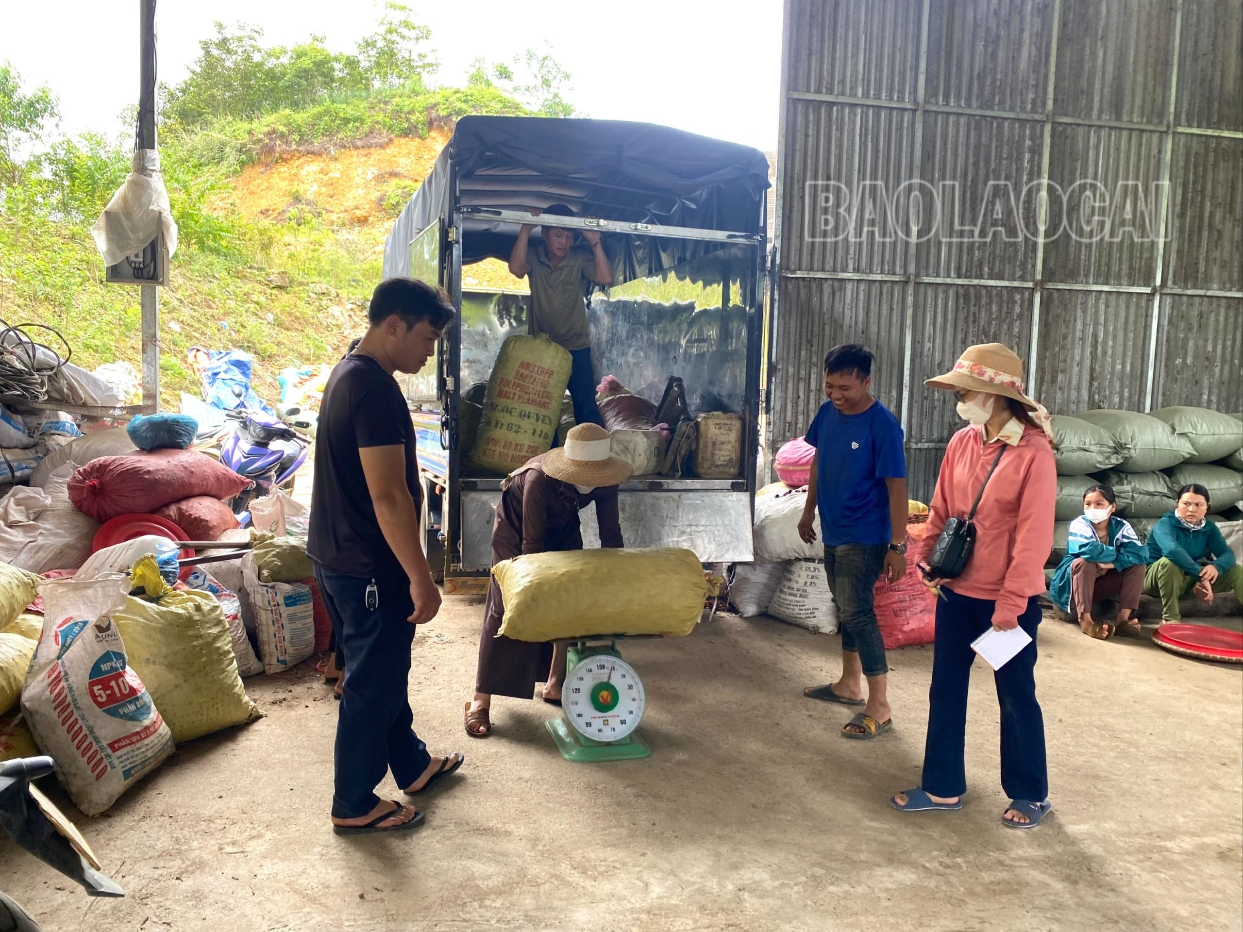 Sa nhân được mua gom từ nhiều địa phương trong và ngoài tỉnh. tiểu thương gom mua sa nhân.jpg
