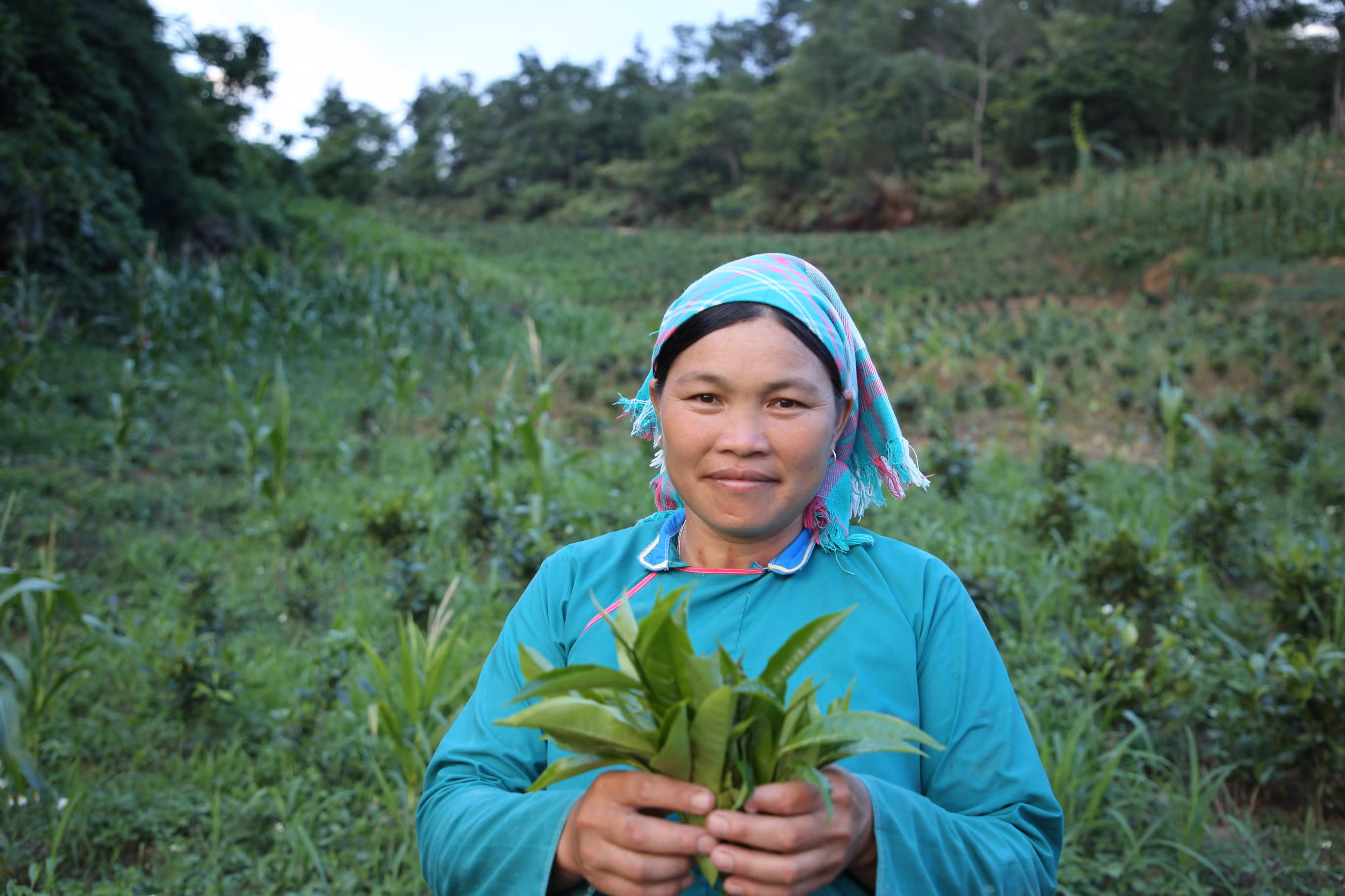 trồng chè (2).JPG