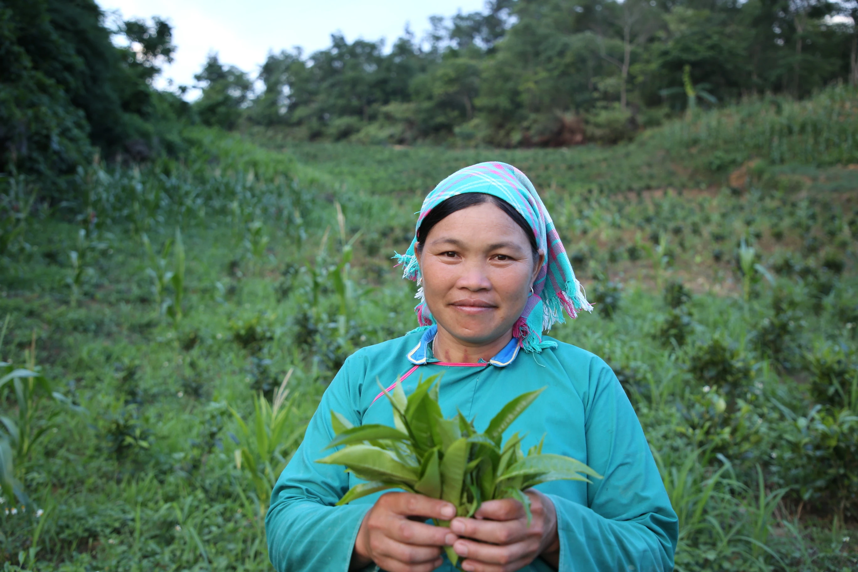 trồng chè (2).JPG