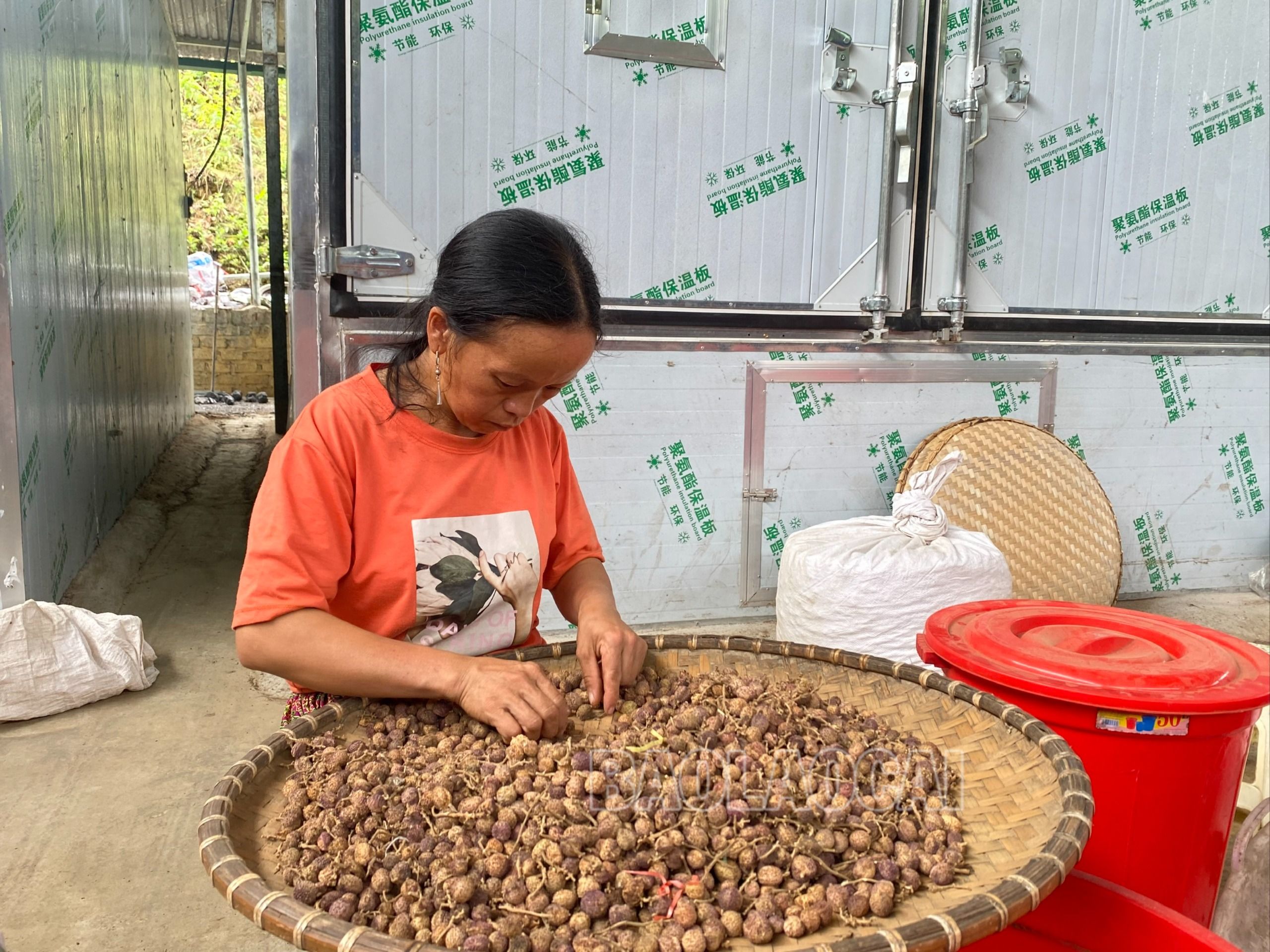 Mỗi kilôgam sa nhân sấy khô có giá bán lên tới hơn 500.000 đồng. sơ chế sa nhân.jpg