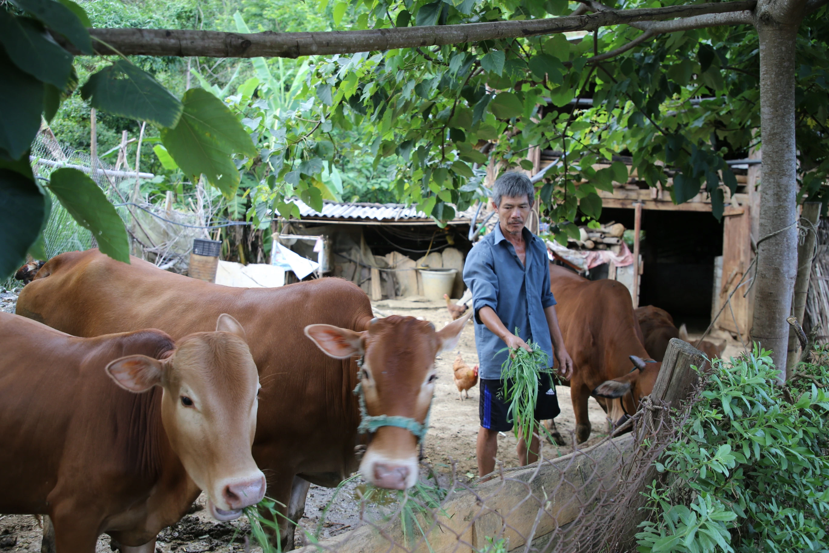 Gia đình ông Sinh phát triển kinh tế từ chăn nuôi bò theo hướng hàng hóa.Thúy Phượng.2023.JPG