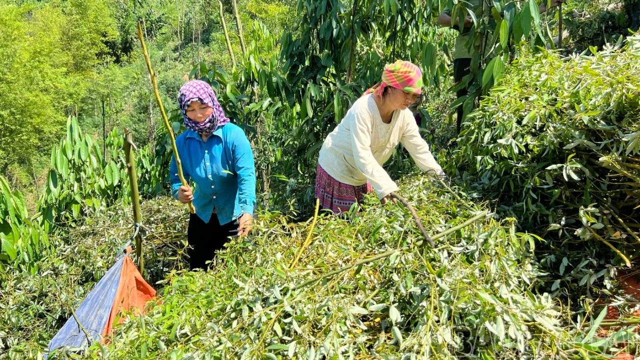 thu hoạch màng tang.jpg