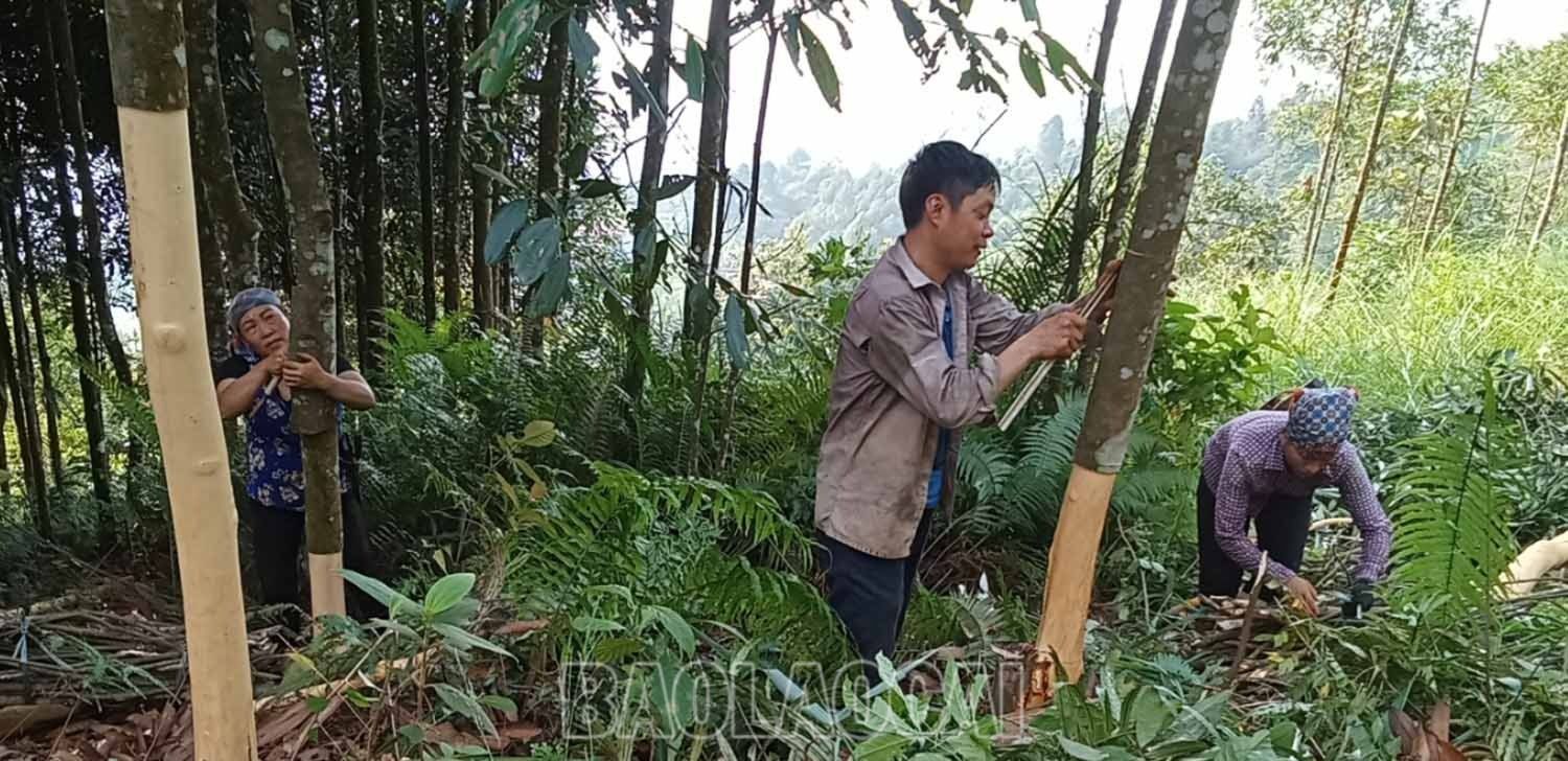 Đang vào vụ thu hoạch, trên các đồi quế ở xã Nậm Đét, Nậm Lúc, Cốc Lầu, Bản Cái... nhộn nhịp người đi bóc quế. 3.jpg