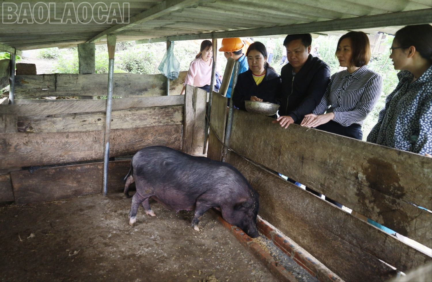 Các đại biểu tham quan mô hình tại xã Nậm Chày (Văn Bàn). IMG_6829.JPG