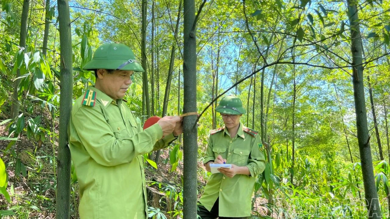 Cán bộ Chi cục kiểm lâm đánh giá sự phát triển của cây màng tang tại Bắc Hà..jpg