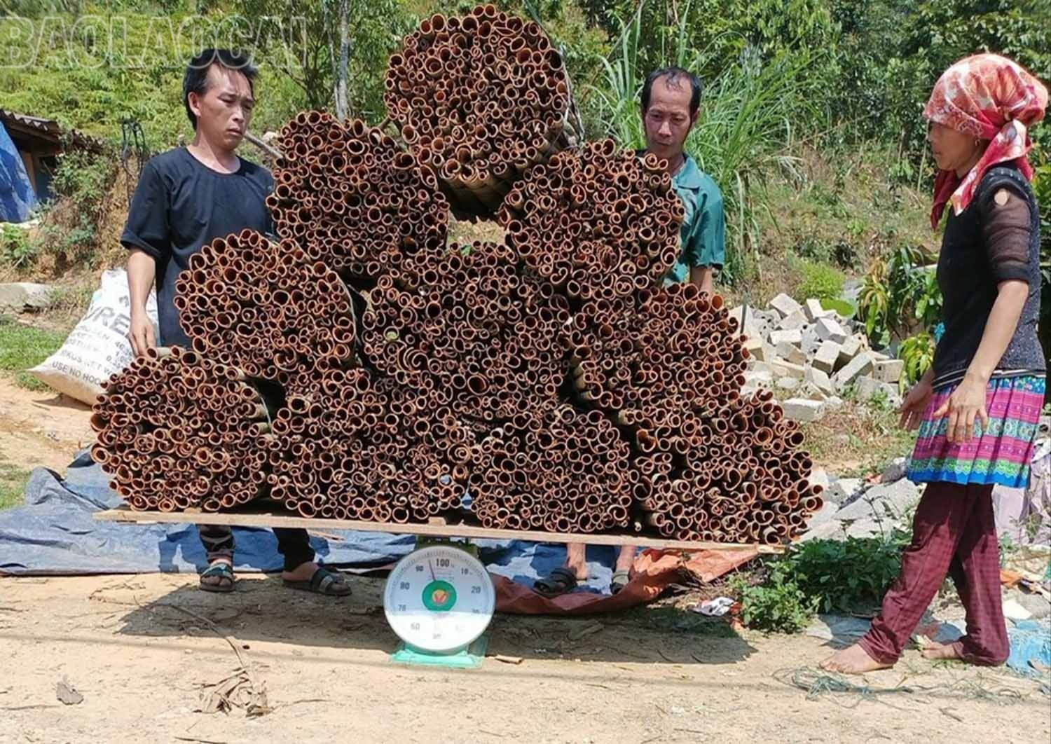 Vụ này, vỏ quế tươi được bán với giá 22.000 - 25.000 đồng/kg; vỏ quế khô được bán với giá 45.000 - 47.000 đồng/kg. d.jpg