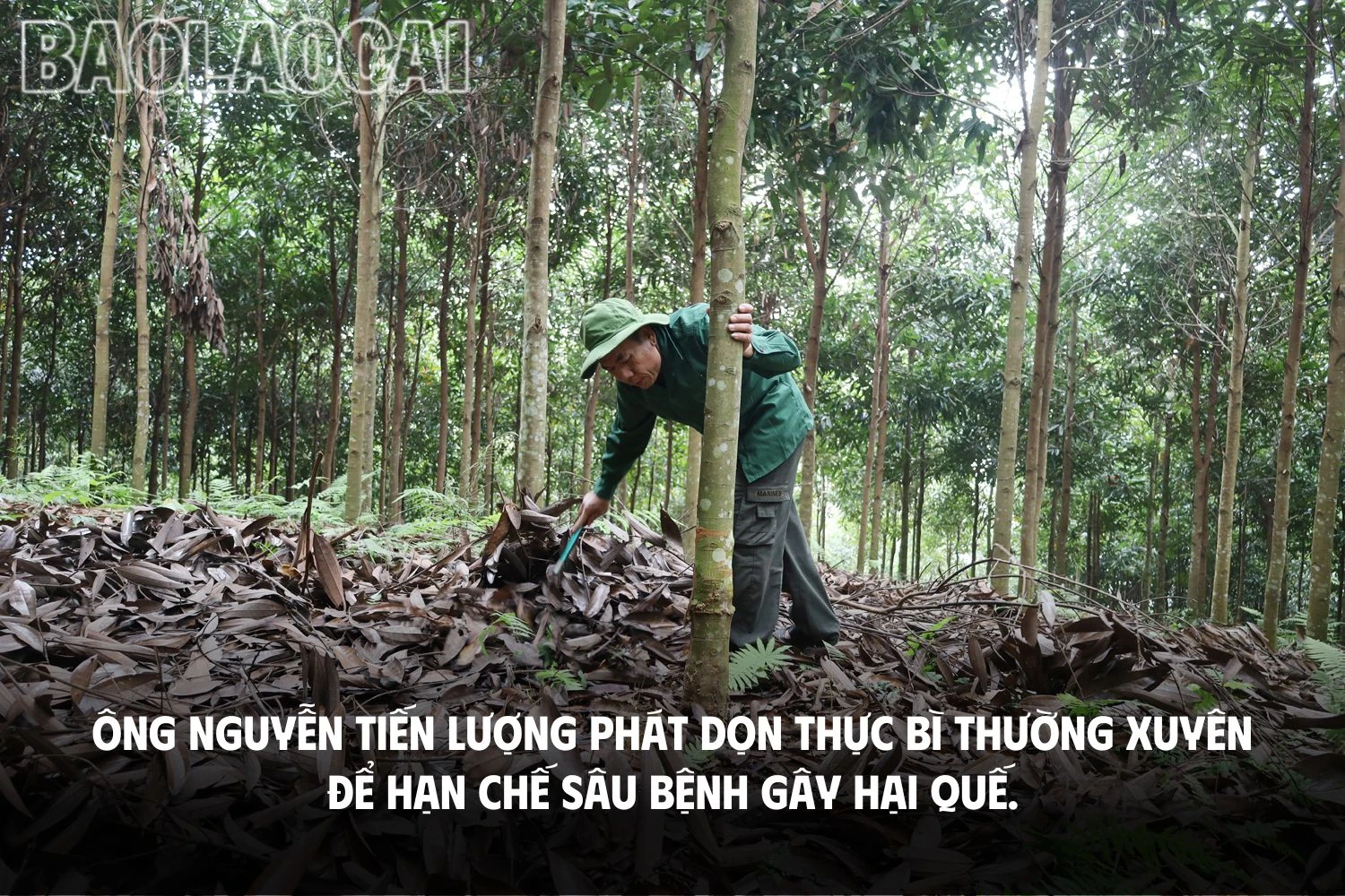 Chủ động phòng, trừ sâu, bệnh hại quế.jpg