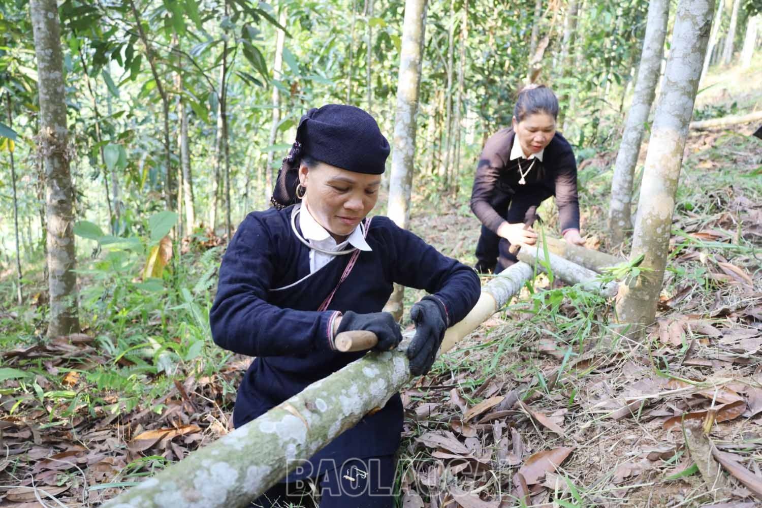 Để khai thác quế, người dân dùng dao rạch vỏ và có dụng cụ chuyên biệt để tách vỏ ra khỏi thân cây quế. c.jpg