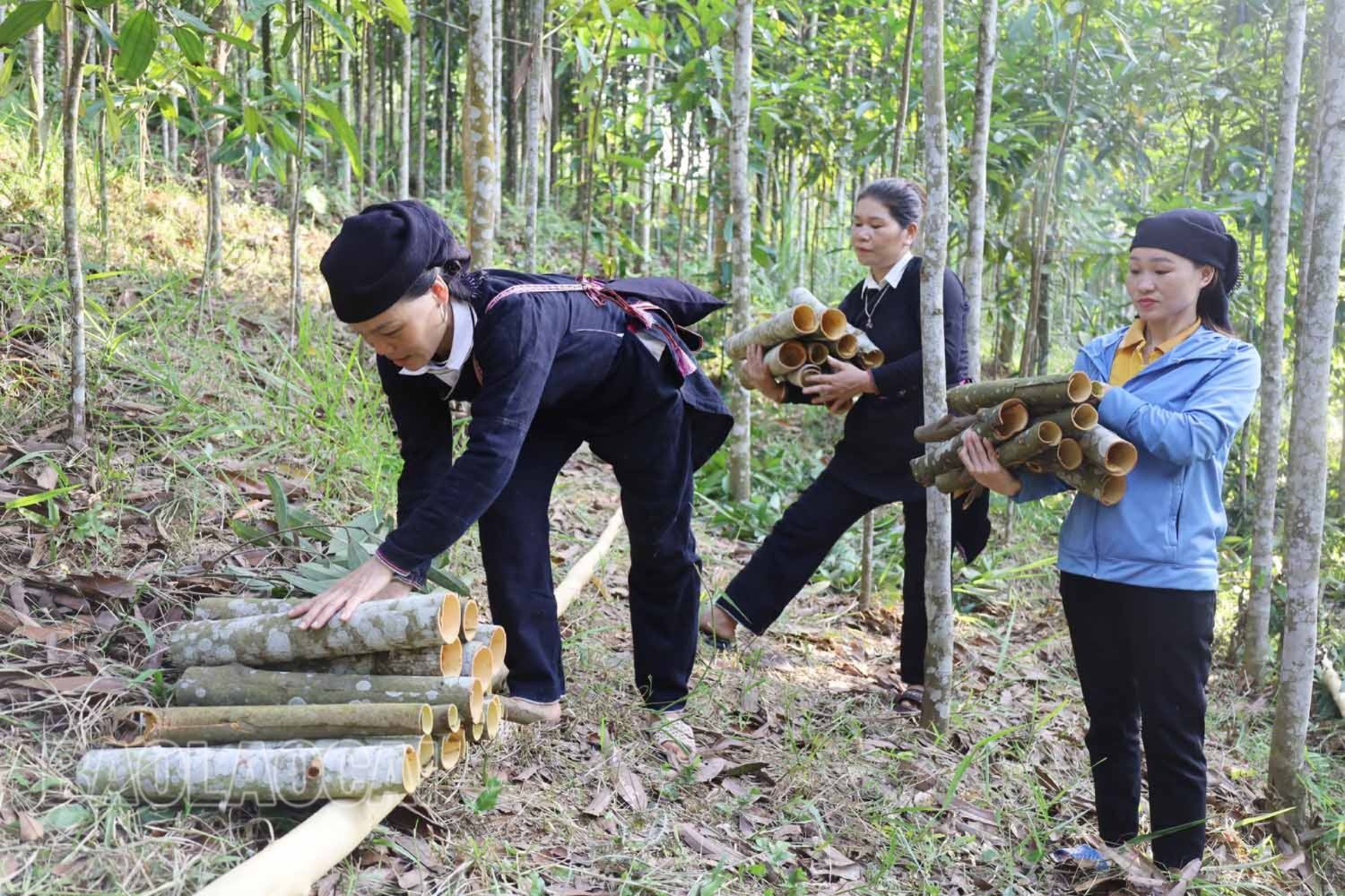Vỏ quế sau thu hoạch sẽ được gom lại... 11.jpg