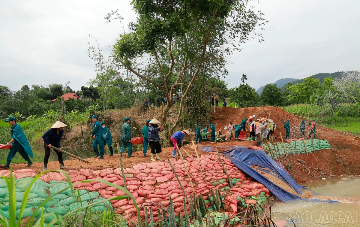 baolaocai_dt (1).JPG