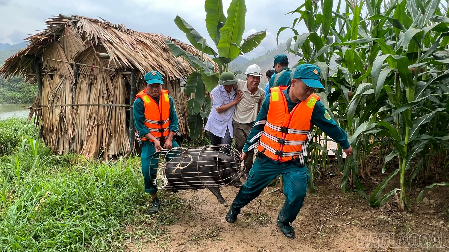 baolaocai_dientap (9).jpg