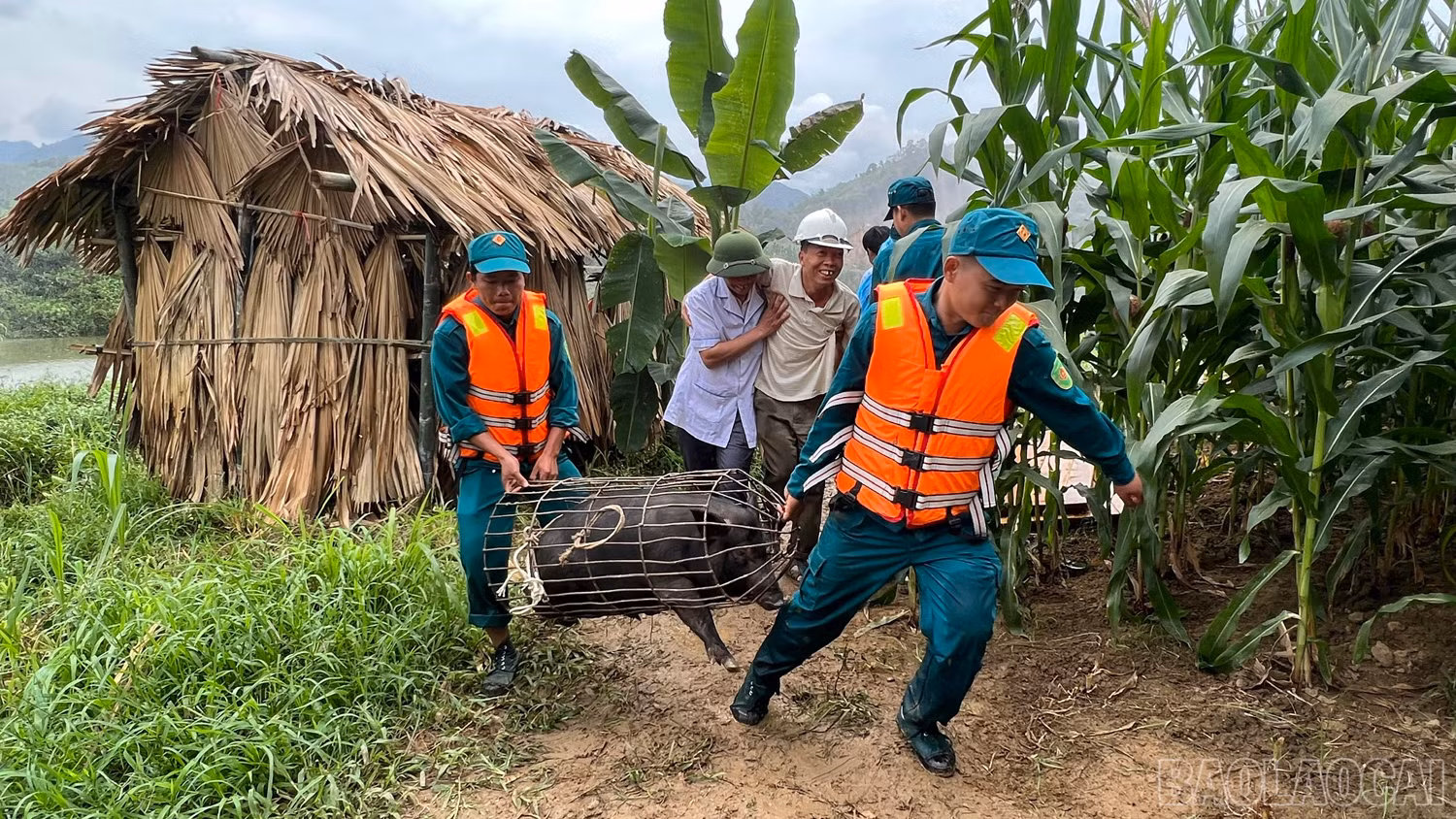 baolaocai_dientap (9).jpg