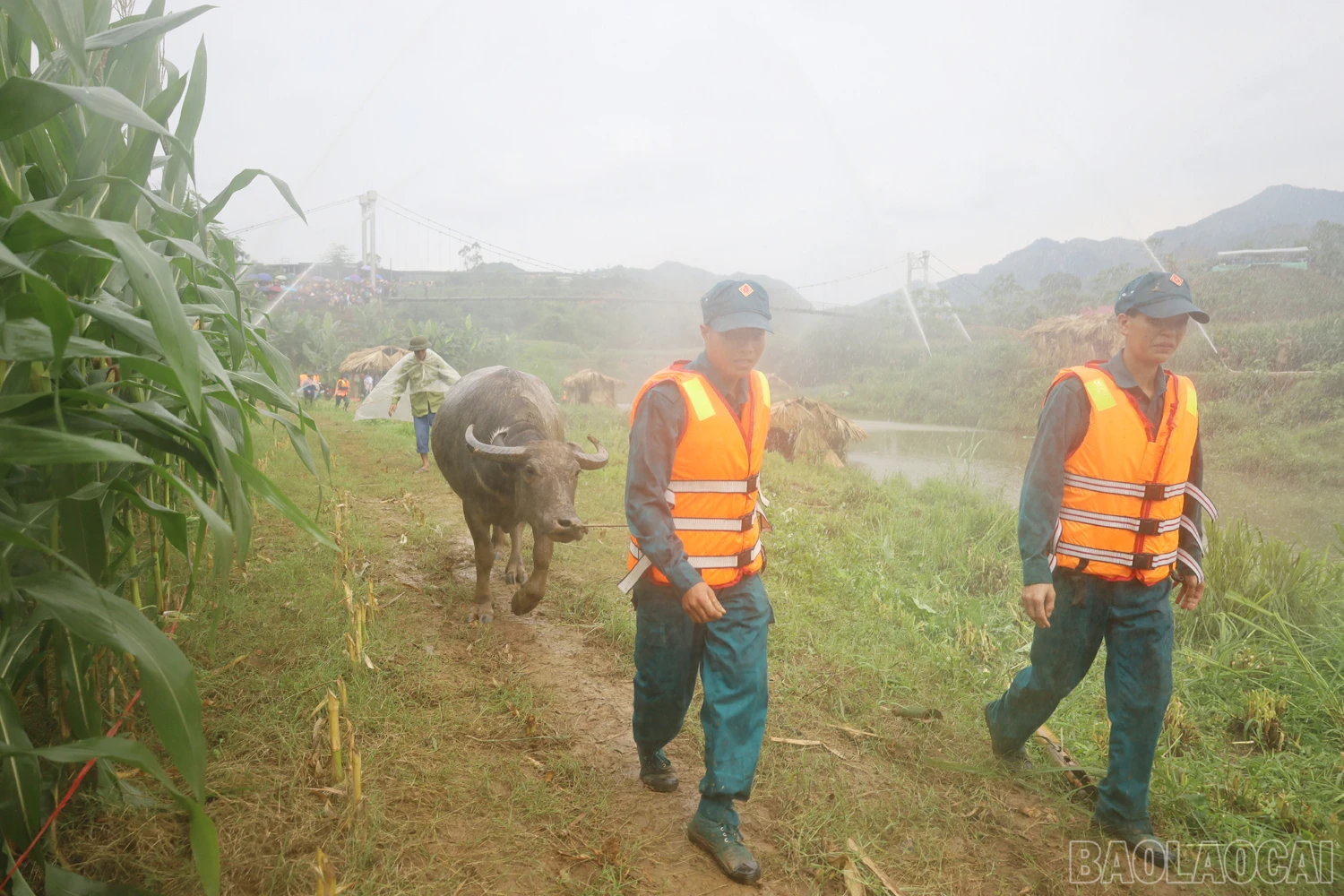 baolaocai_dientap (7).JPG