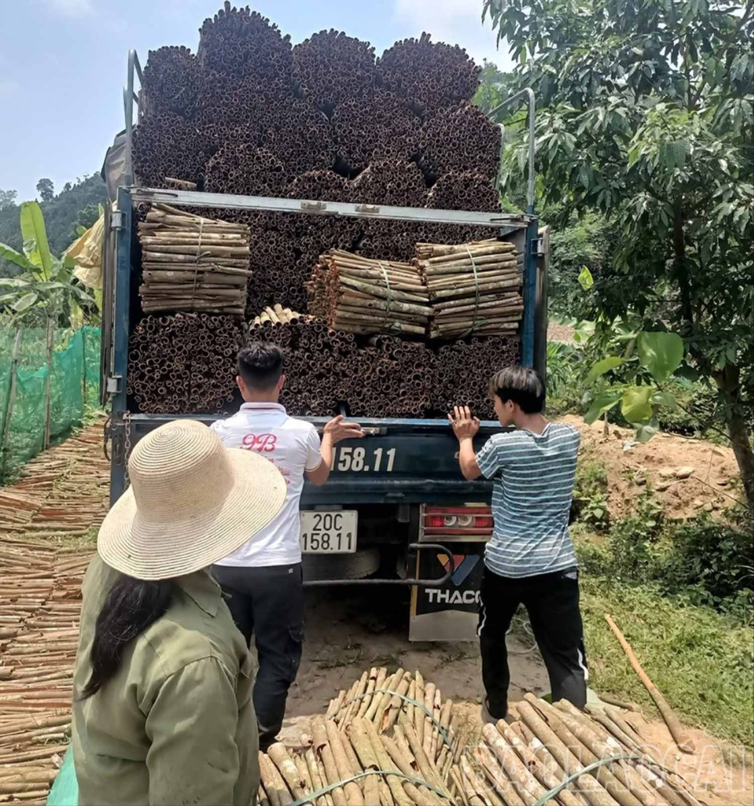 Vỏ quế được thương lái thu mua ở điểm tập kết tại các thôn, bản. v.jpg