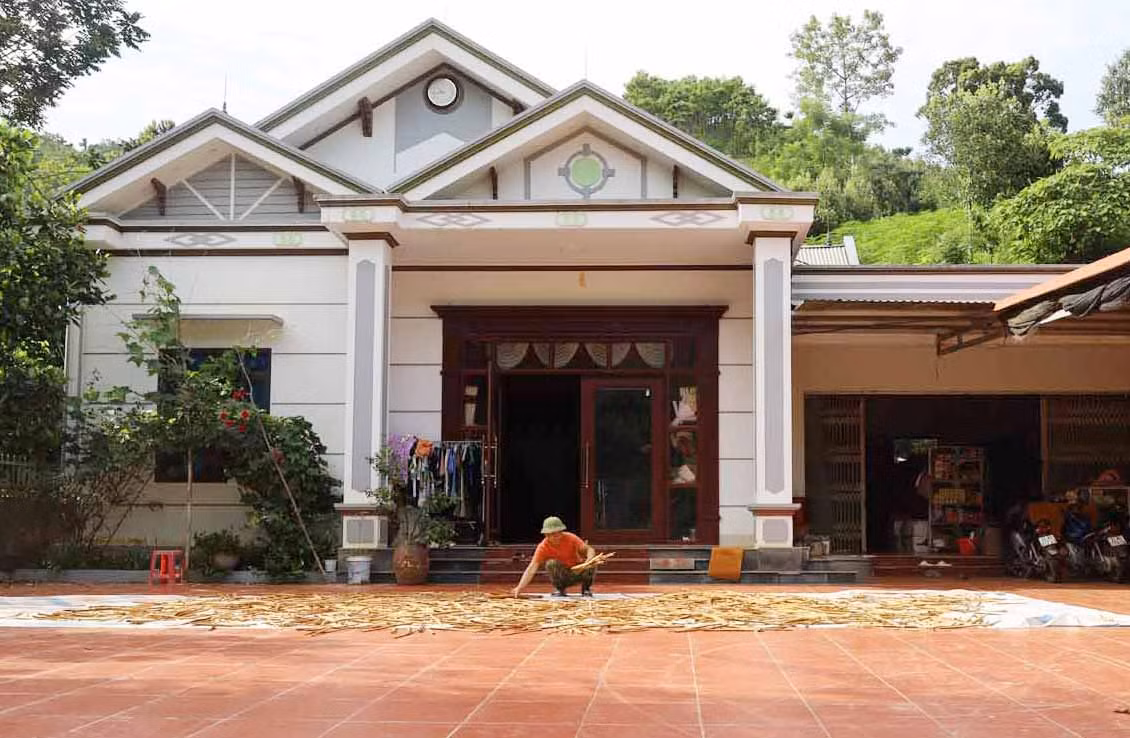 Người dân có thu nhập cao từ trồng quế..JPG