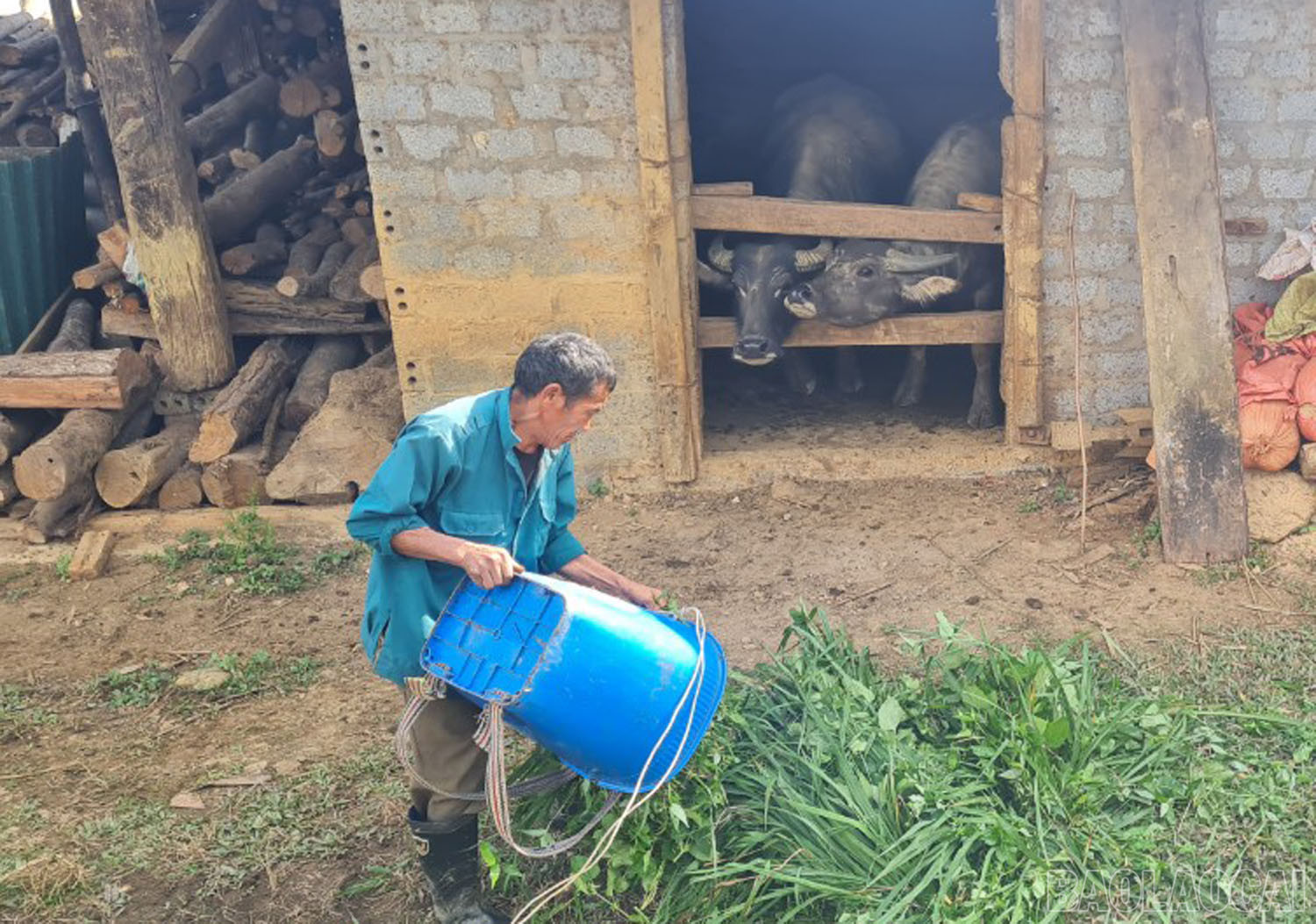 Toàn tỉnh hiện có 80,5% số hộ chăn nuôi có chuồng trại đảm bảo phòng chống rét; 15,9% số hộ có chuồng tạm chưa bảo đảm phòng, chống rét và 3,6% số hộ không có chuồng nuôi nhốt. baolaocai-5-9917.jpg