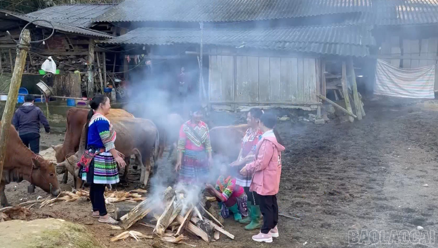 Người dân xã Tả Văn Chư (Bắc Hà) đốt lửa sưởi ấm cho gia súc những ngày thời tiết rét đậm. baolaocai-11-1666.jpg