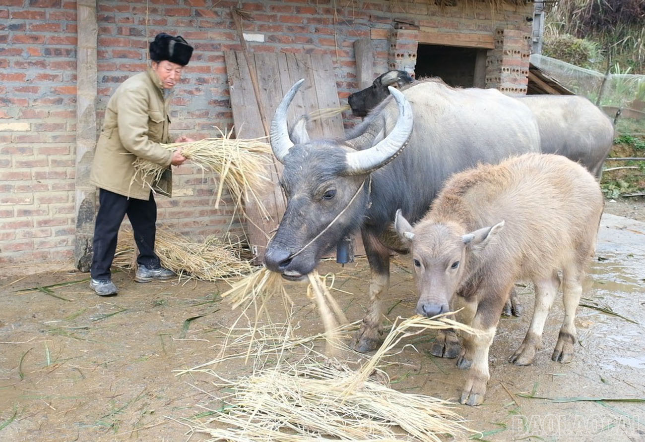 Hộ dân xã Pha Long (Mường Khương) chăm sóc gia súc trong mùa đông. baolaocai-2-2638.jpg