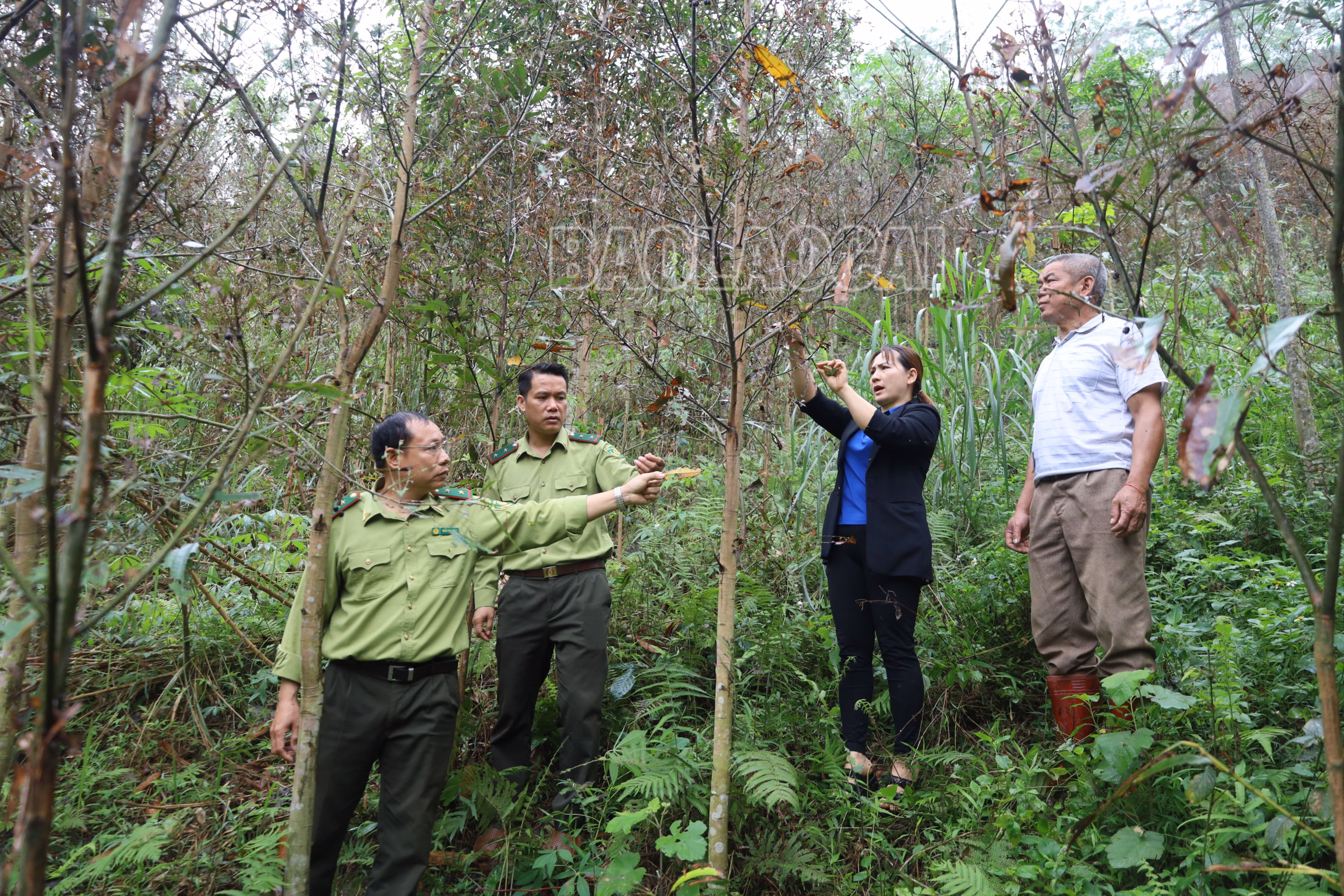 Cán bộ kiểm lâm và khuyến nông xã hướng dẫn người dân phòng trừ sâu bệnh hại quế..JPG