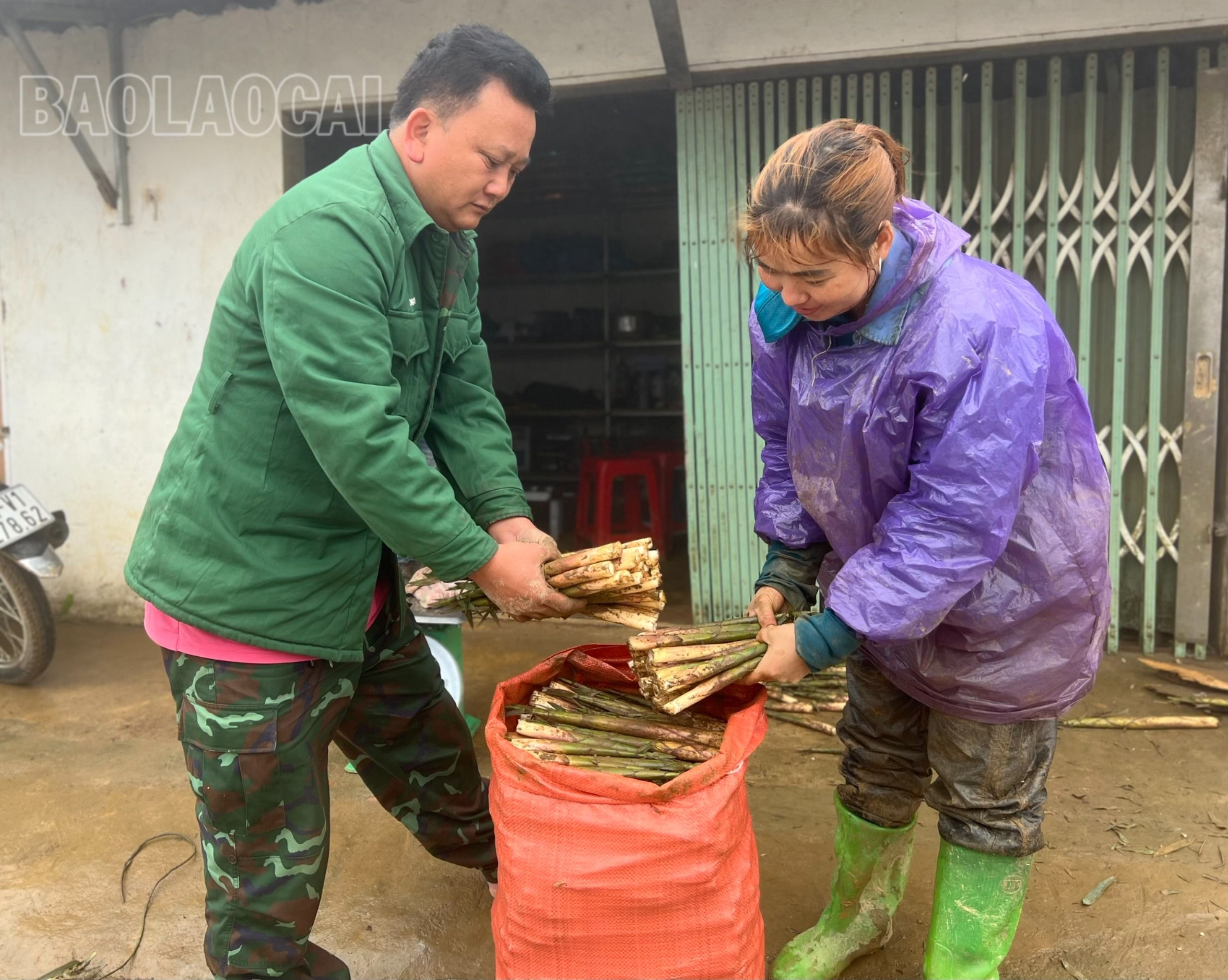 ...đóng bao để cung cấp ra thị trường. 6.jpg