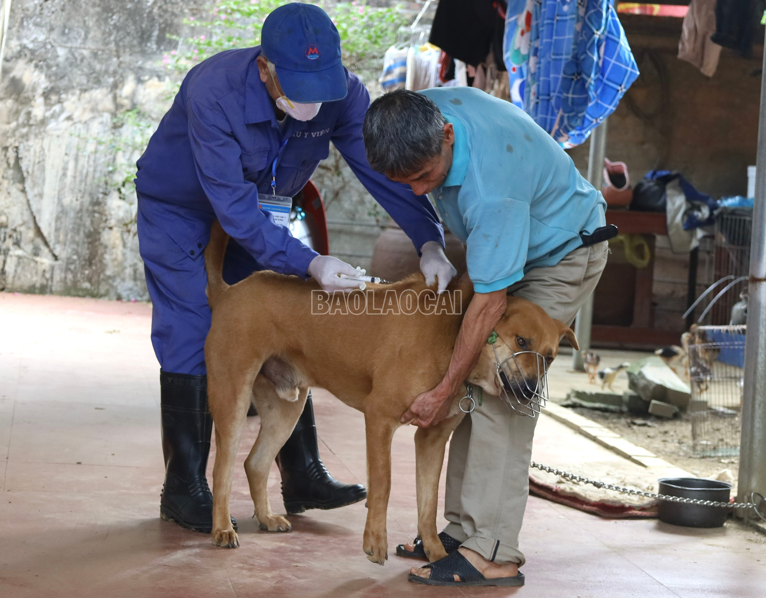 Công tác tiêm phòng tại tp Lào Cai.