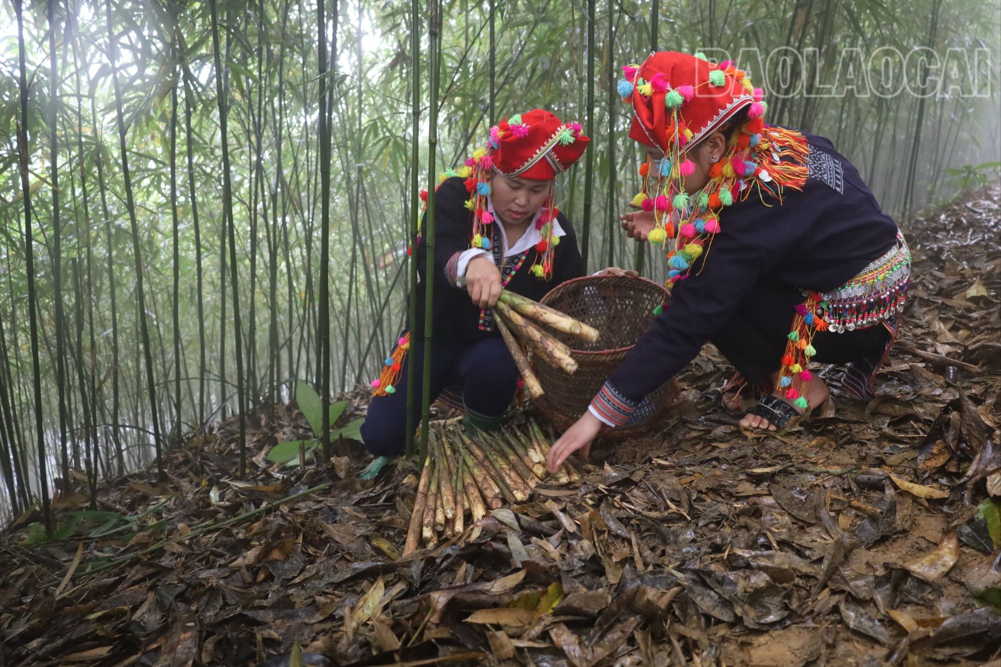 Khoảng 10 đến 15 ngày sẽ có một lứa măng mới mọc lên. 3.JPG